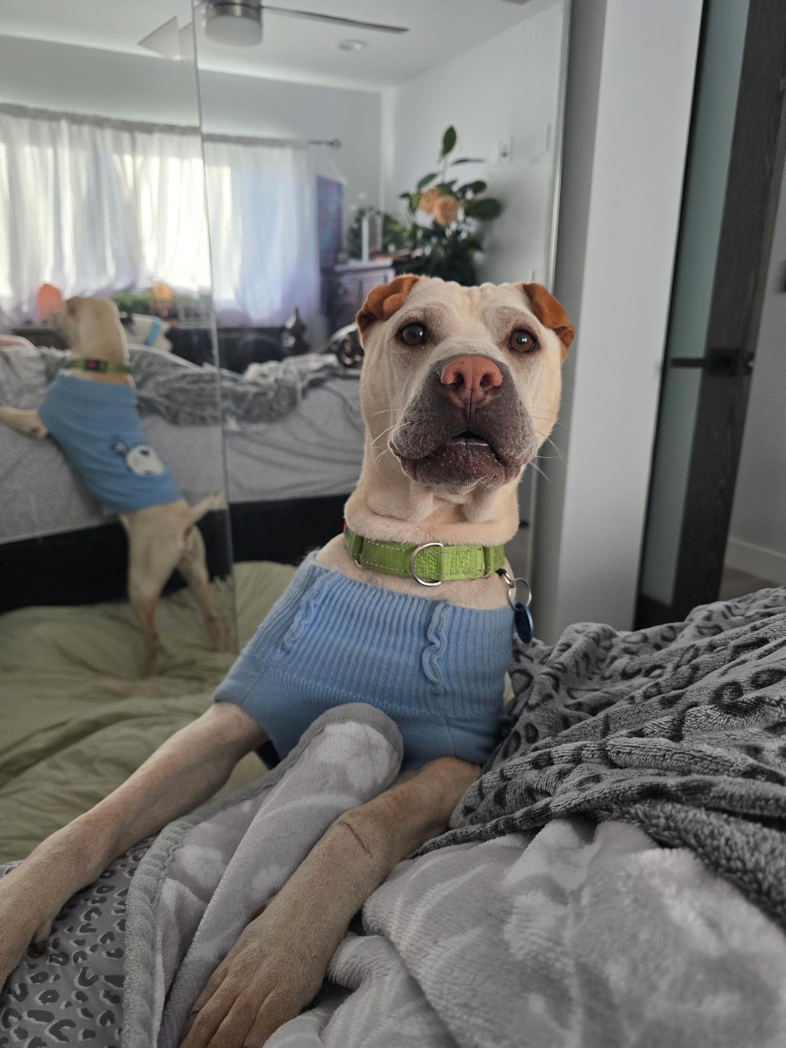 Drew, a Adoptable Shar-Pei in Pasadena, CA image 6/6