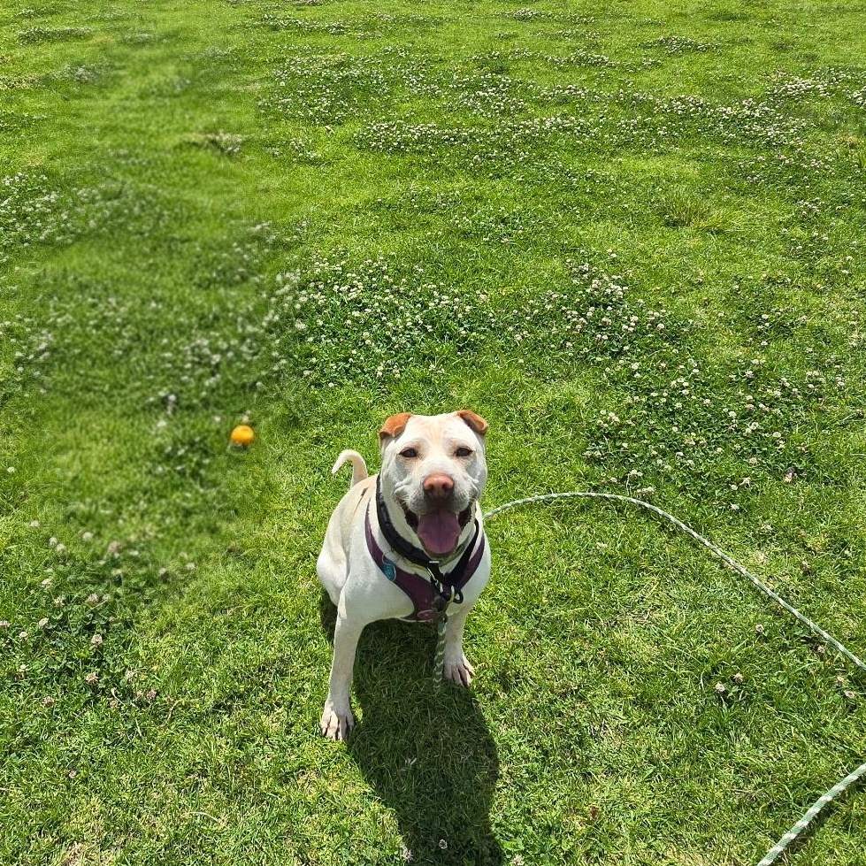 Drew, a Adoptable Shar-Pei in Pasadena, CA image 5/6