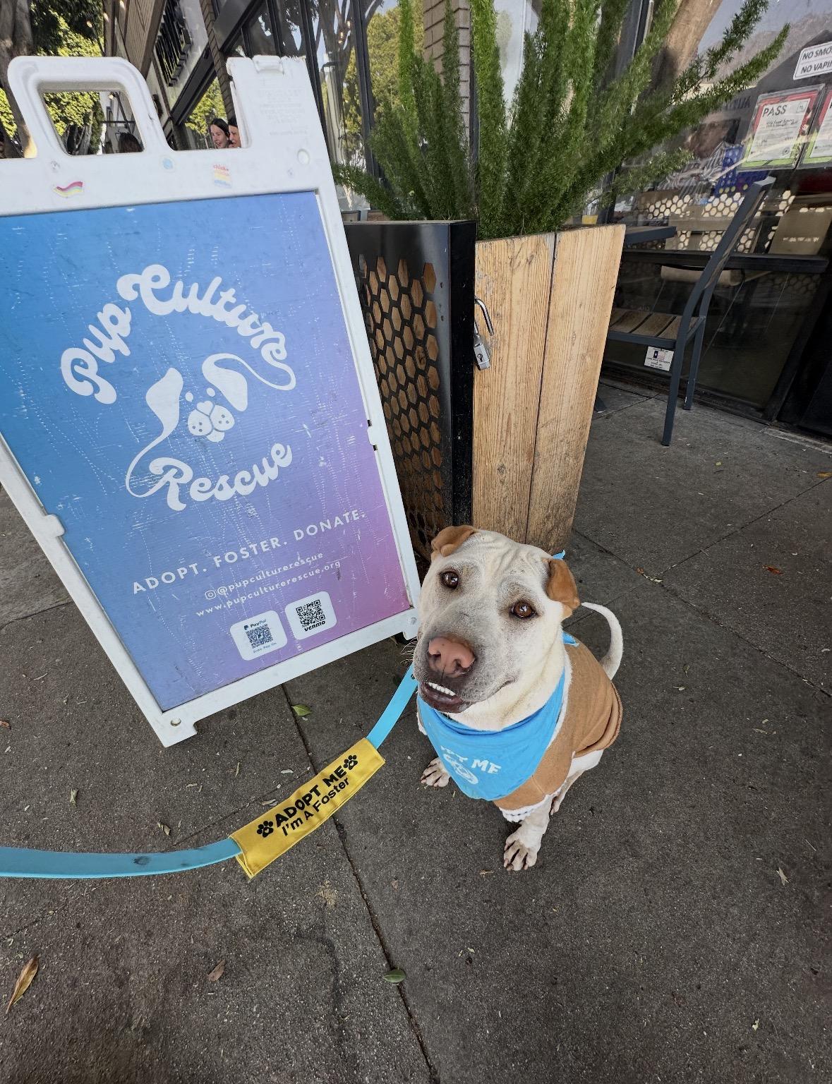 Drew, a Adoptable Shar-Pei in Pasadena, CA image 3/6
