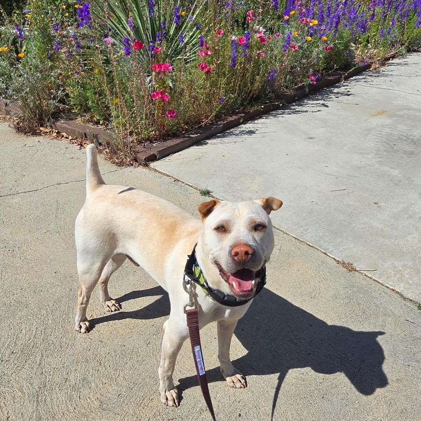 Drew, Adoptable, Adult Male Shar-Pei.