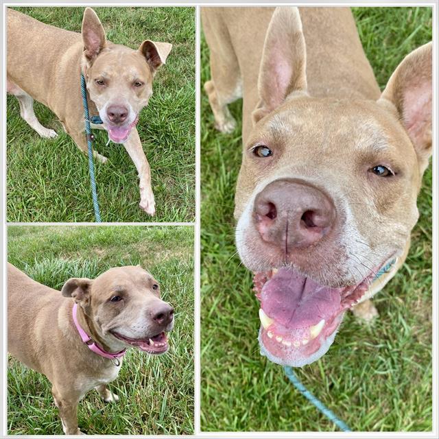 Enlarge PIPER, a Adoptable mixed breed in Westminster, MD image 1/1