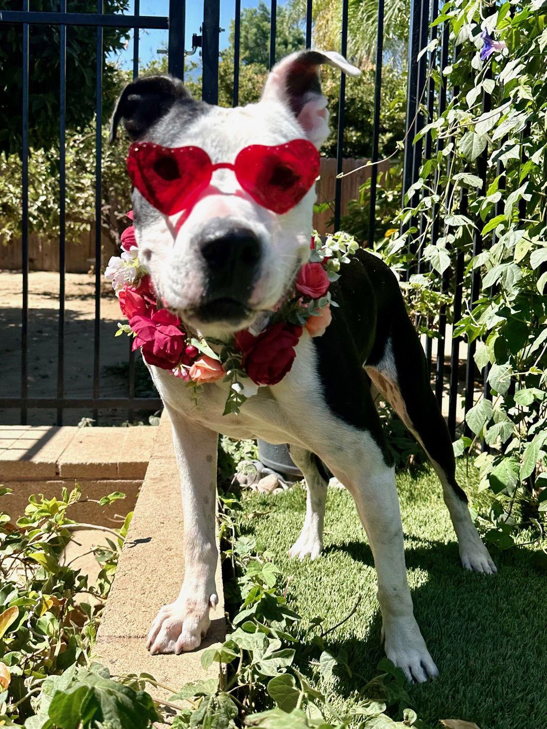 Moo, Adoptable, Adult Female Pit Bull Terrier.