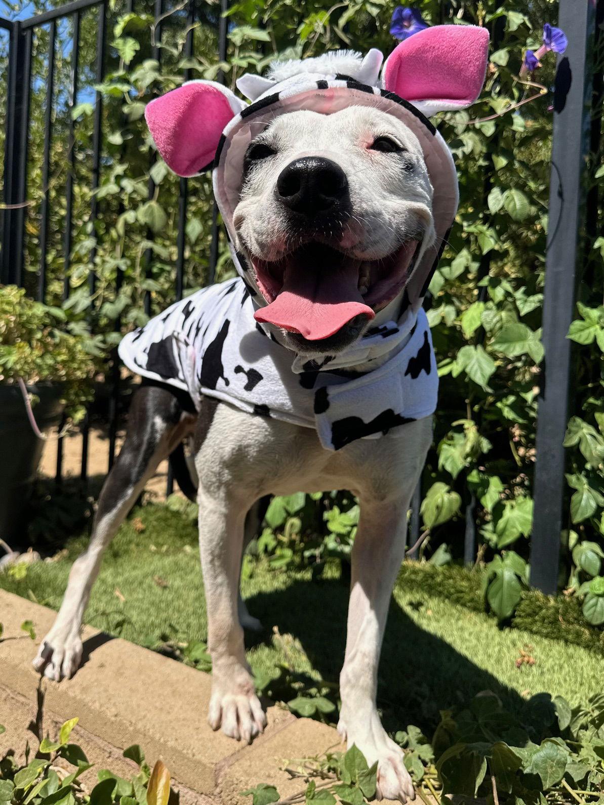 Moo, a Adopted Pit Bull Terrier in Redlands, CA image 2/3