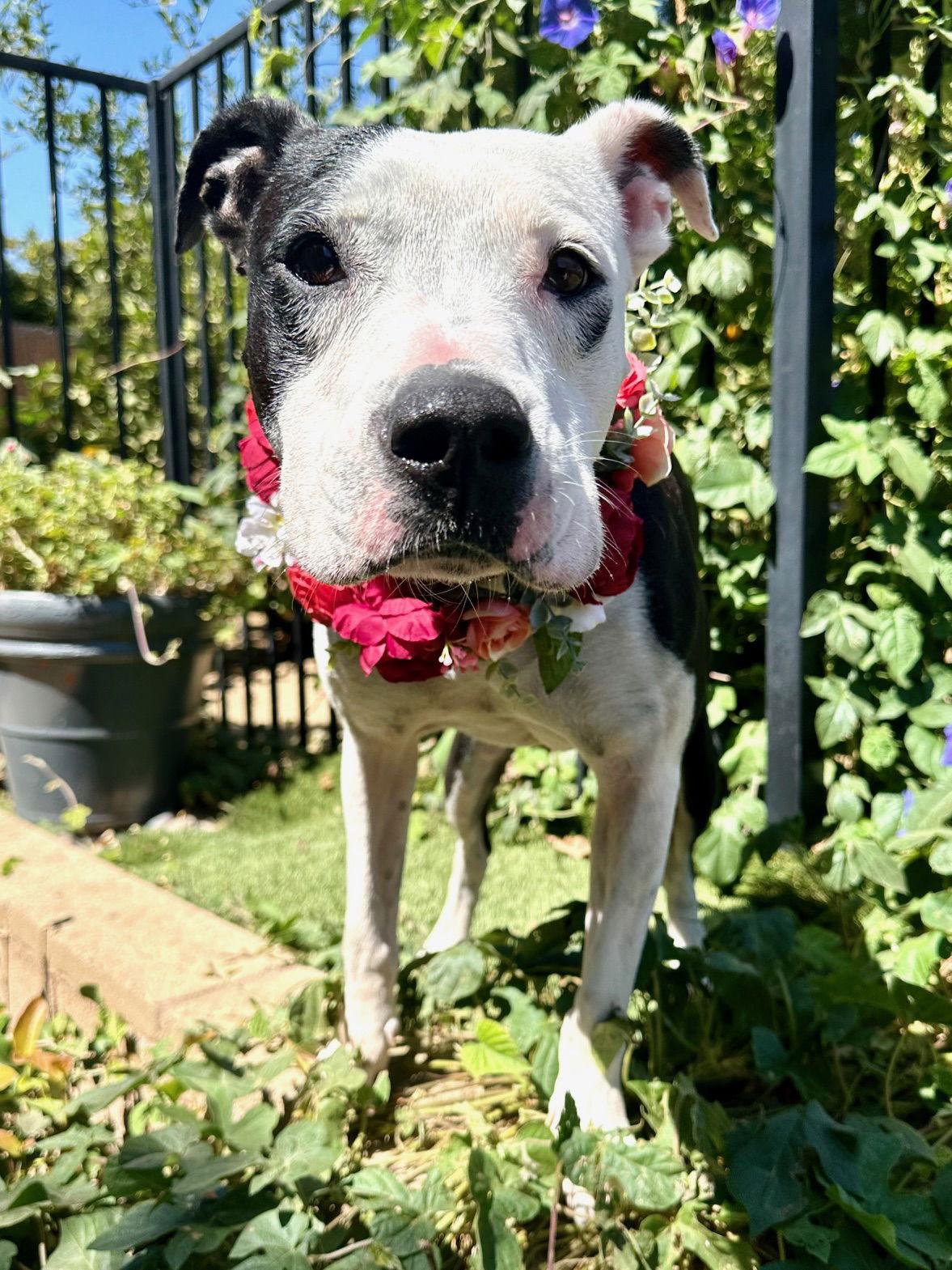 Moo, a Adopted Pit Bull Terrier in Redlands, CA image 3/3