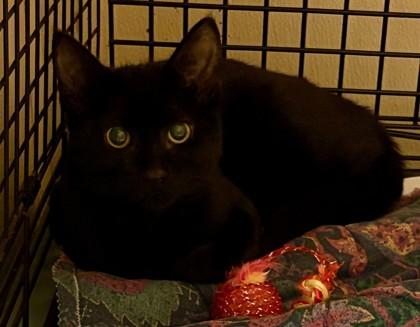 Raven, Adoptable, Kitten Female Domestic Short Hair & Domestic Short Hair.