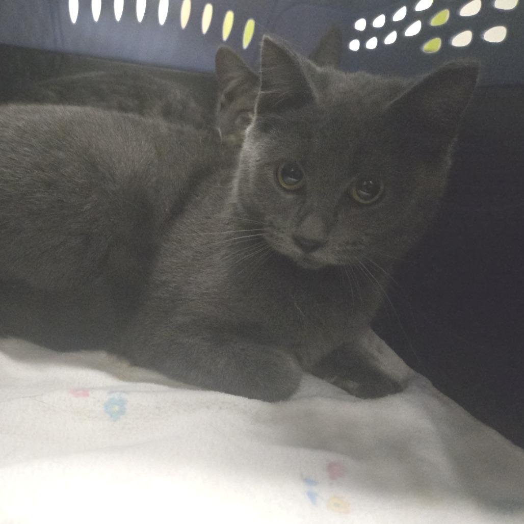 Enlarge Smokey, a Adoptable Domestic Short Hair in Saint Cloud, MN image 1/1