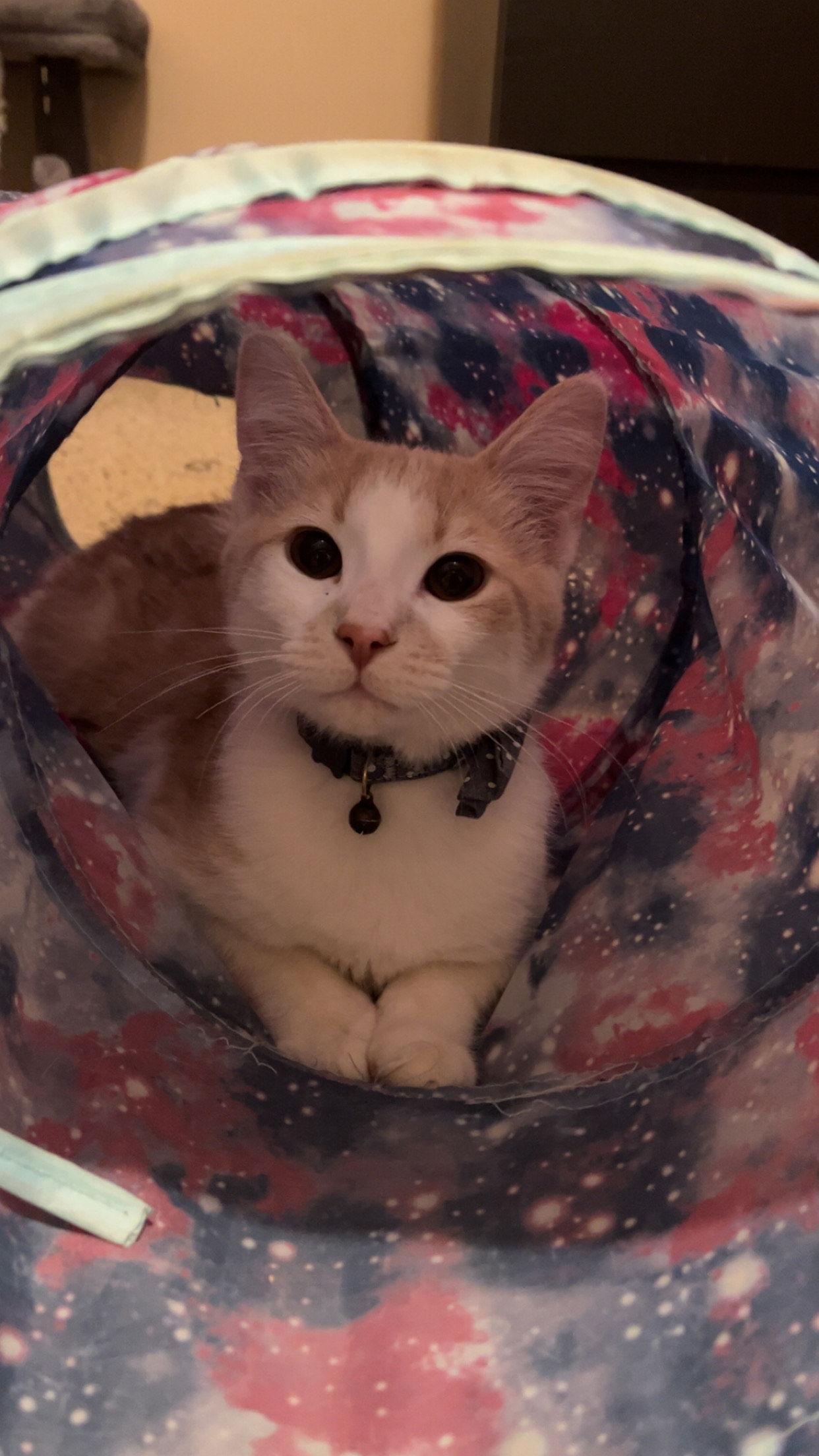 Buster, a Adoptable Domestic Short Hair in Minneapolis, MN image 1/2