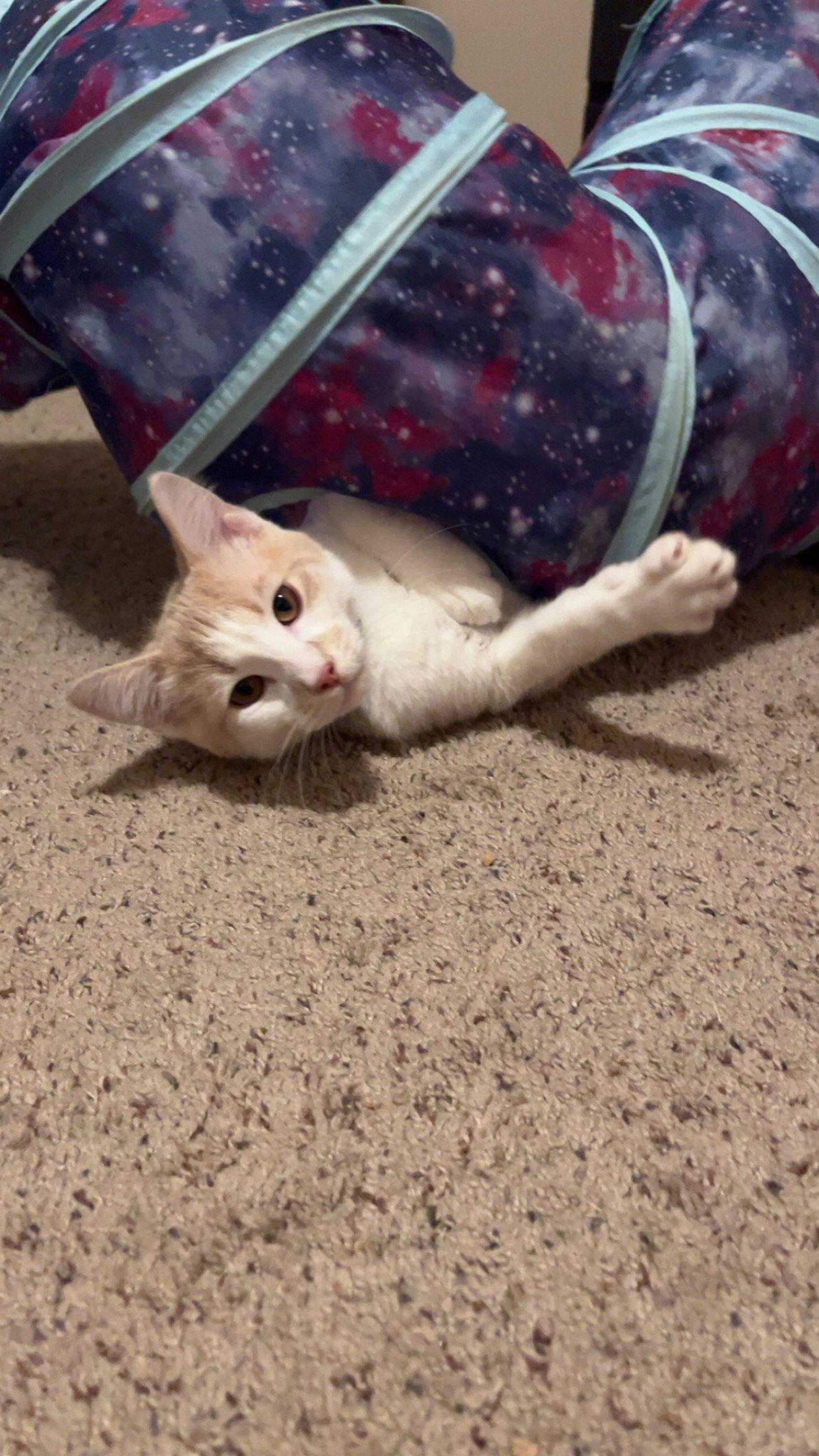 Buster, a Adoptable Domestic Short Hair in Minneapolis, MN image 2/2