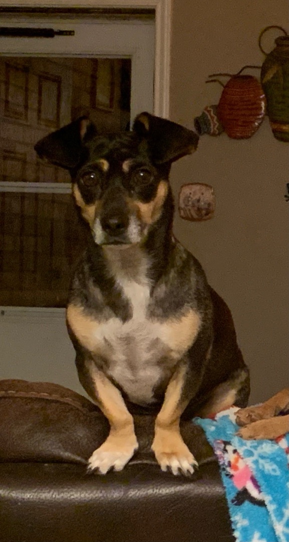 Evie, an adoptable Dachshund Mix in Snyder, TX_image-1