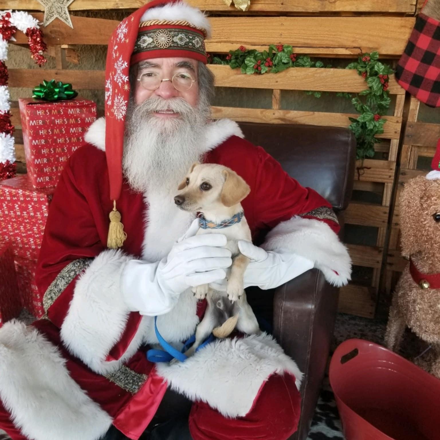 Edward, an adoptable Mixed Breed in Tucson, AZ image 1/6