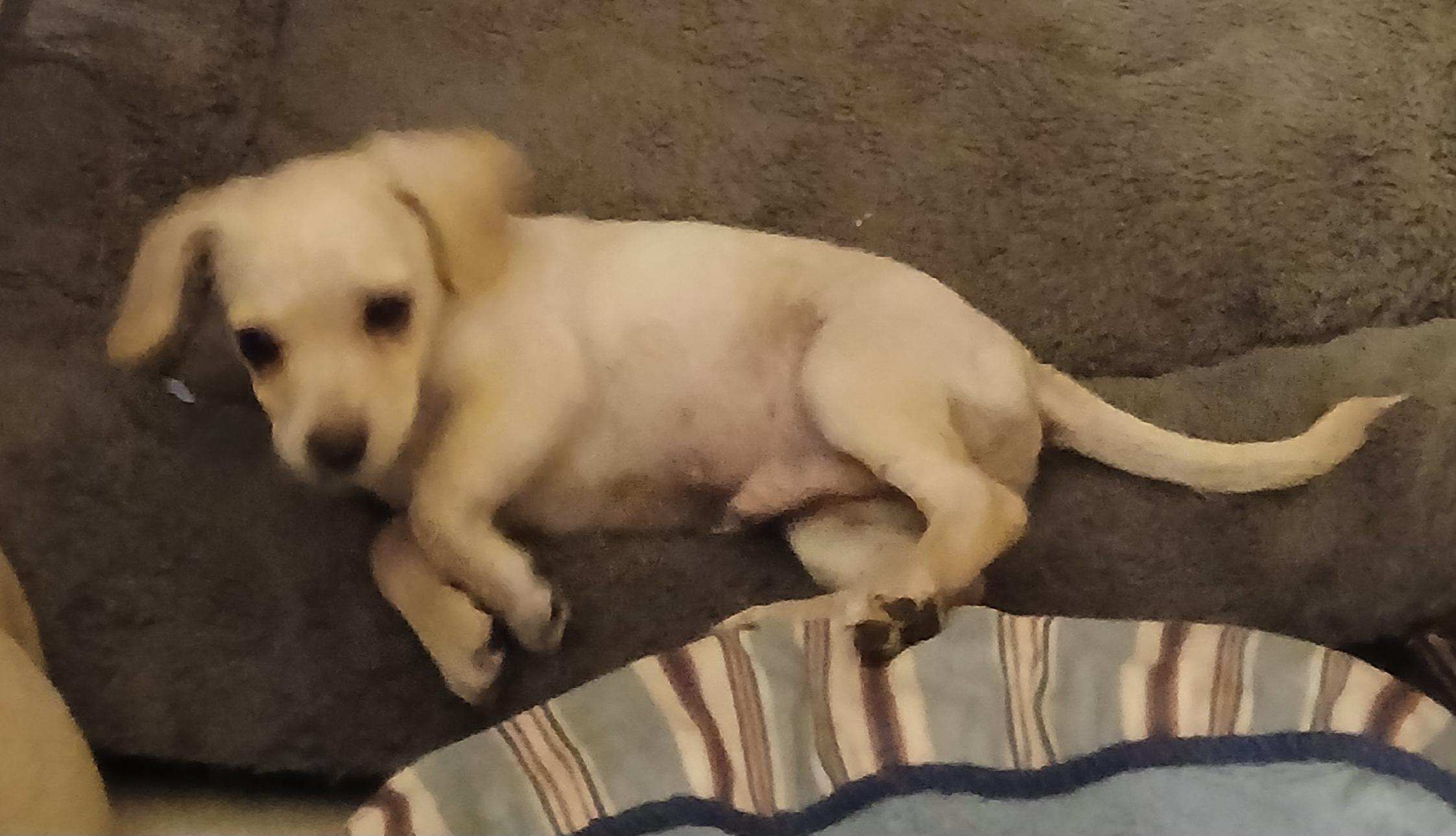 Edward, an adoptable Mixed Breed in Tucson, AZ image 3/6