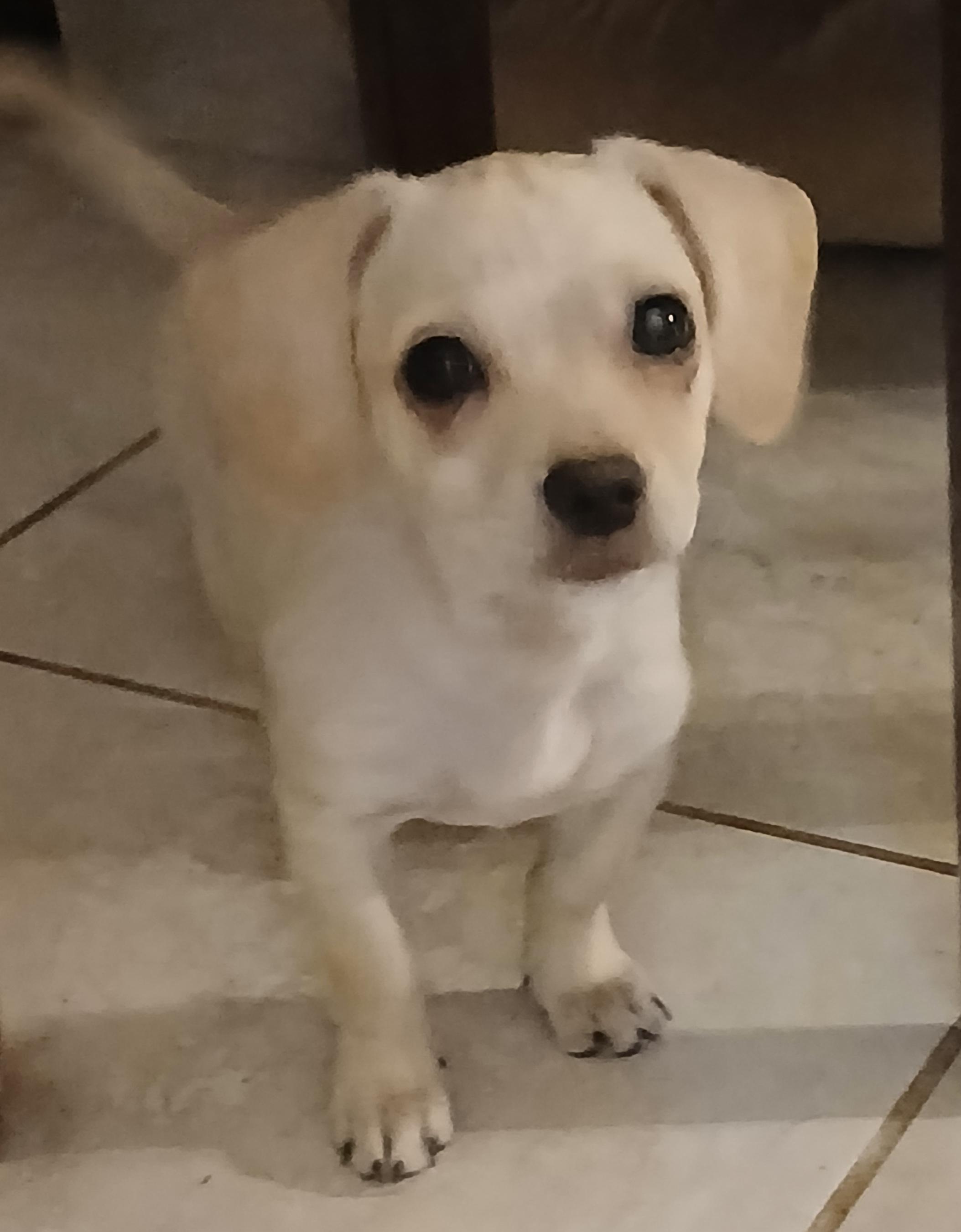 Edward, adoptable, Young Male Mixed Breed.