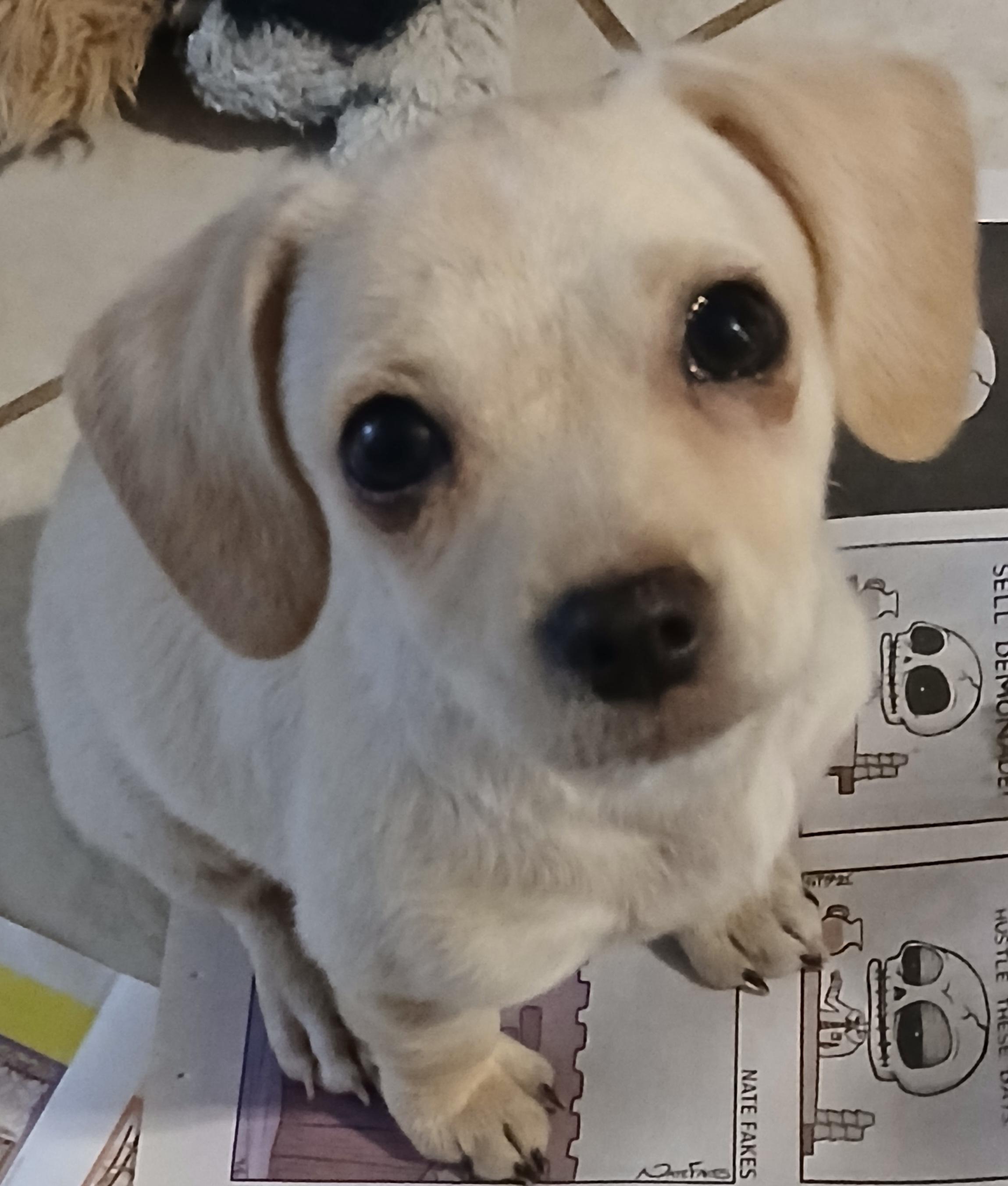 Edward, an adoptable Mixed Breed in Tucson, AZ image 4/6