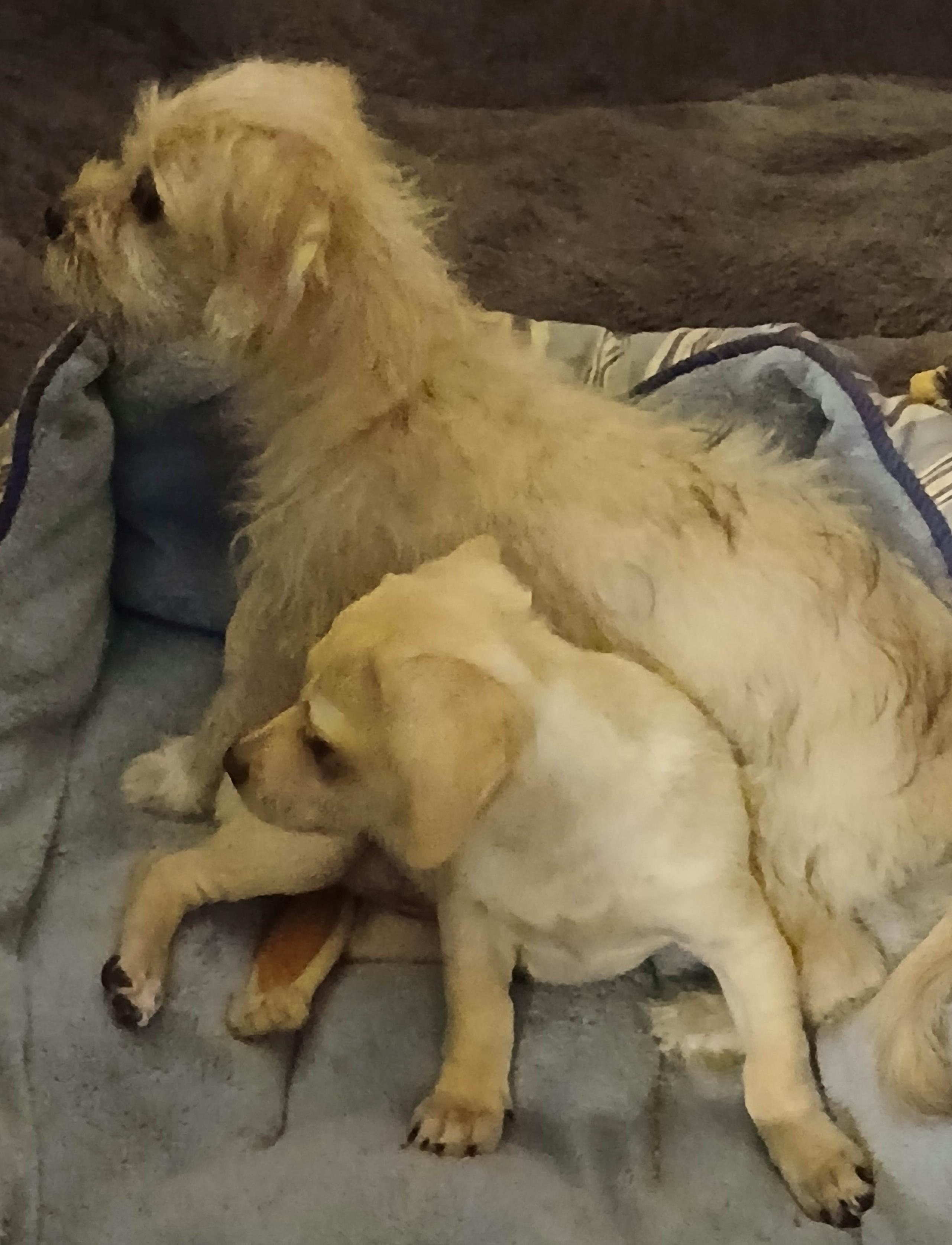 Edward, an adoptable Mixed Breed in Tucson, AZ image 5/6