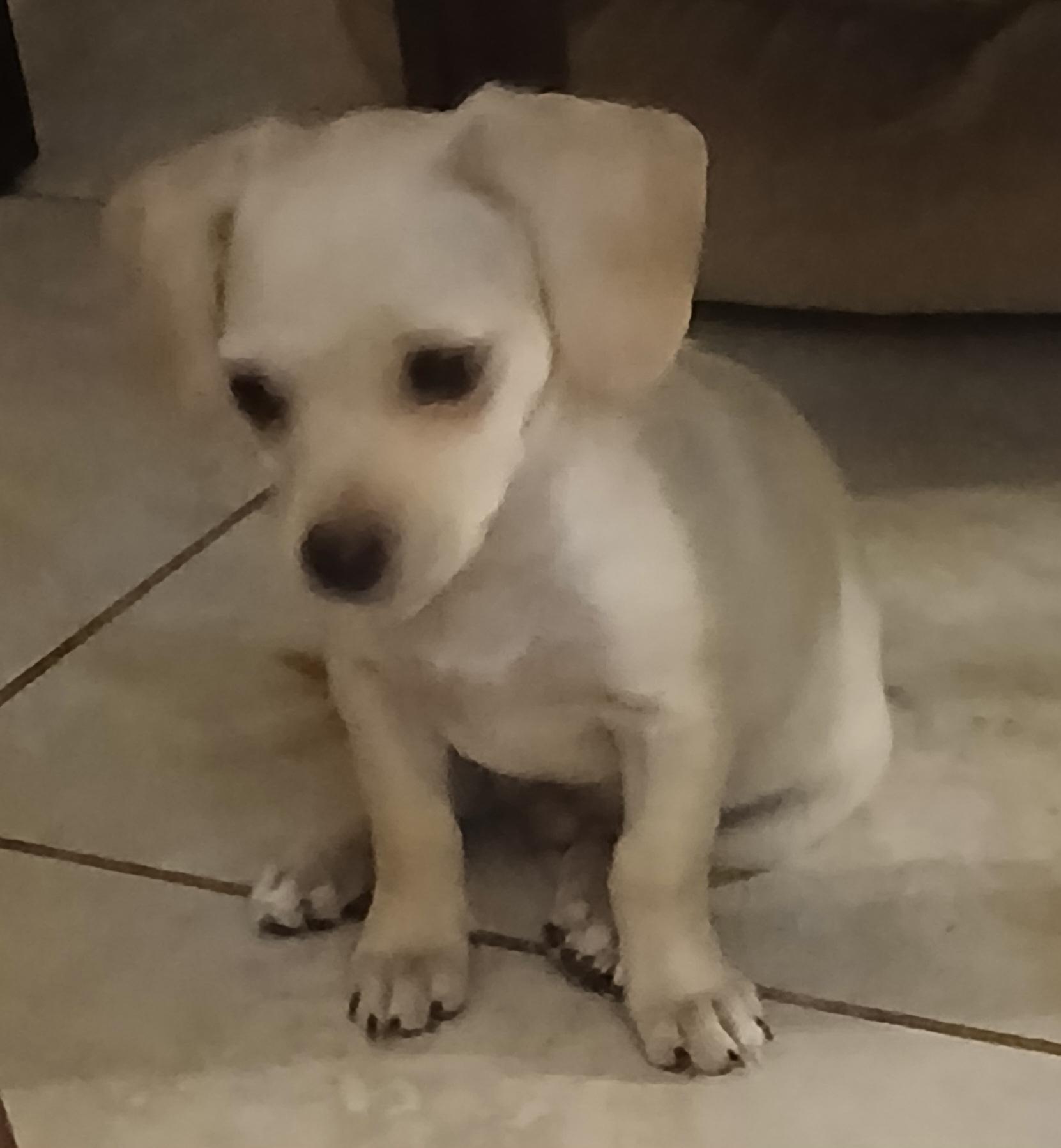 Edward, an adoptable Mixed Breed in Tucson, AZ image 6/6