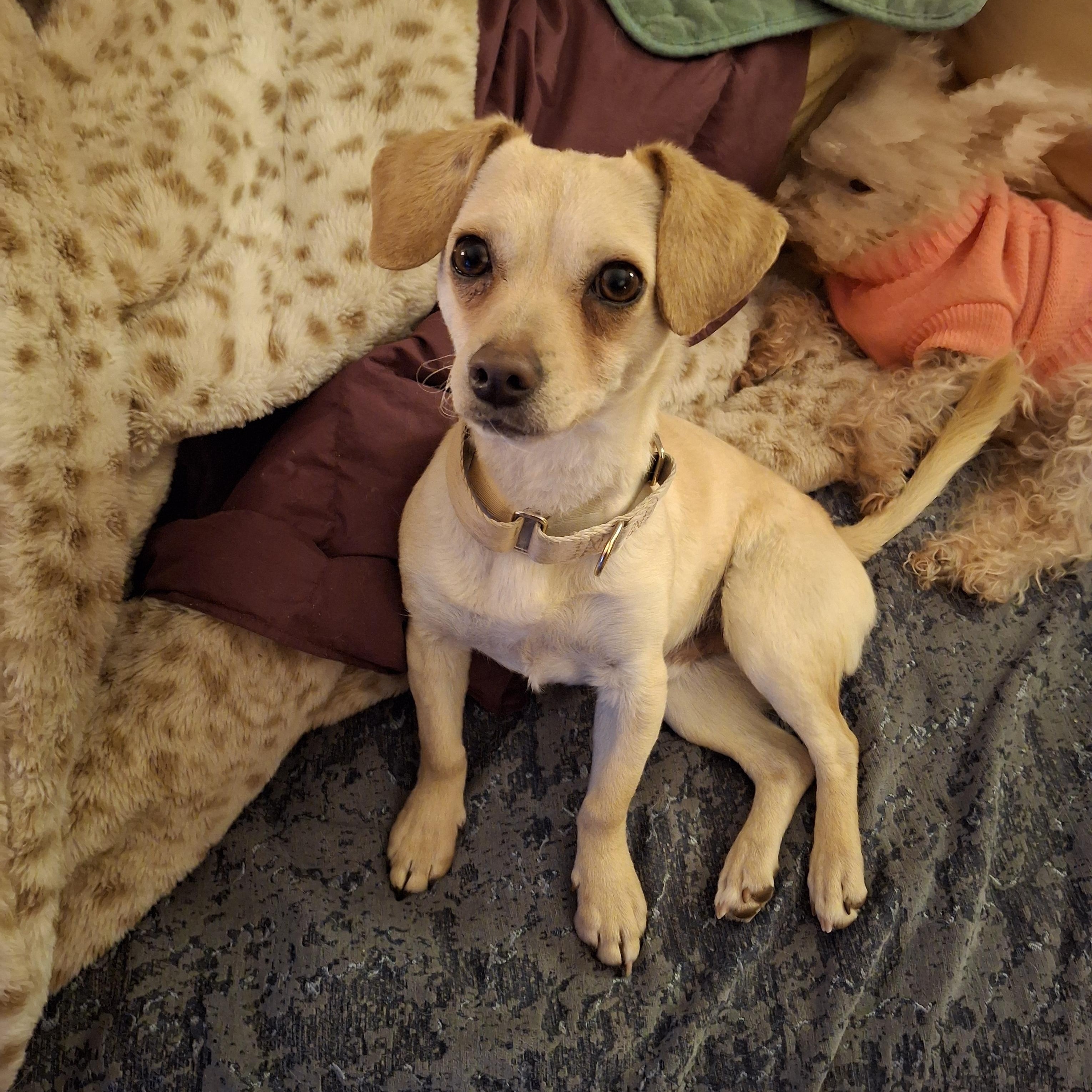 Enlarge Edward, an adoptable mixed breed in Tucson, AZ image 5/5