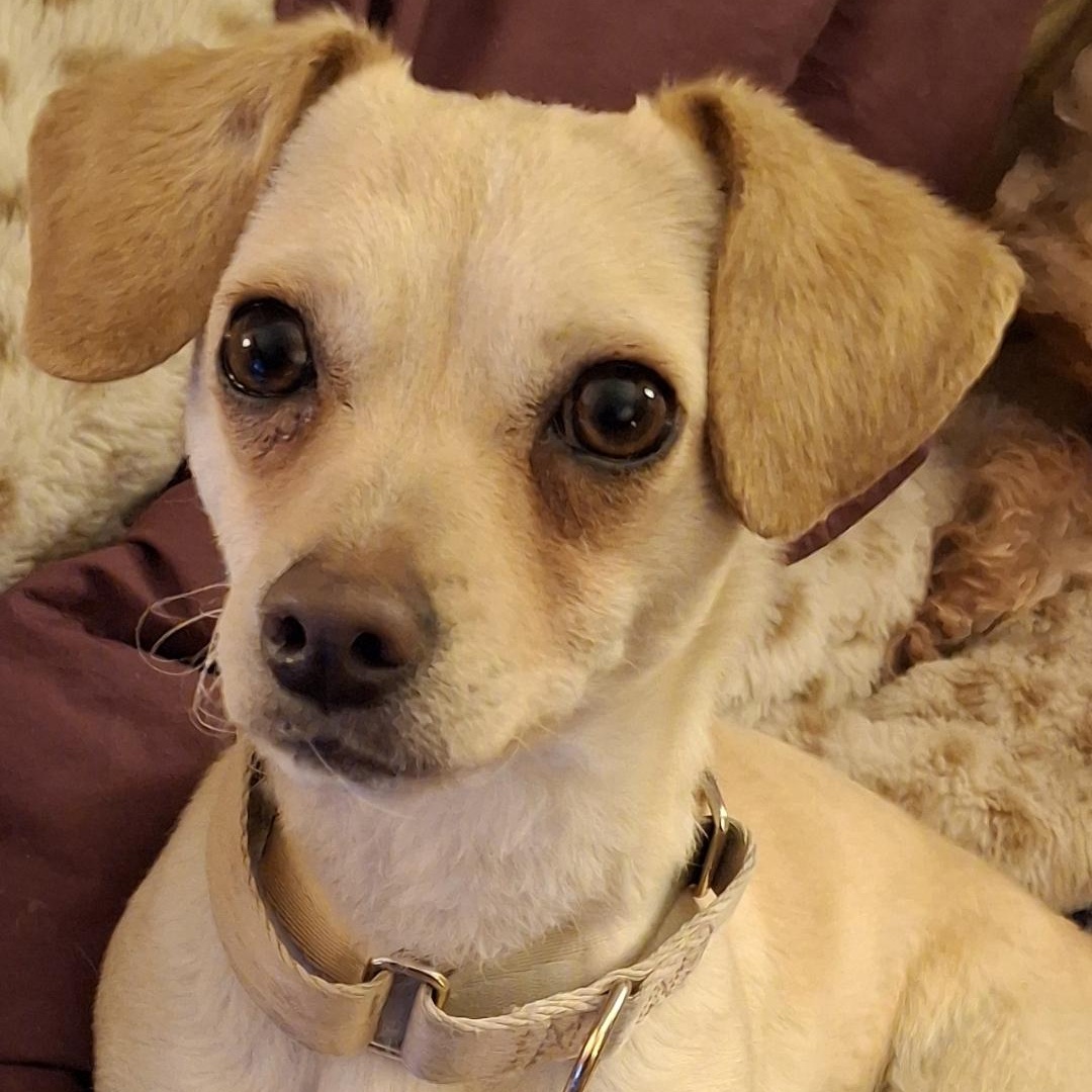 Enlarge Edward, an adoptable mixed breed in Tucson, AZ image 1/5