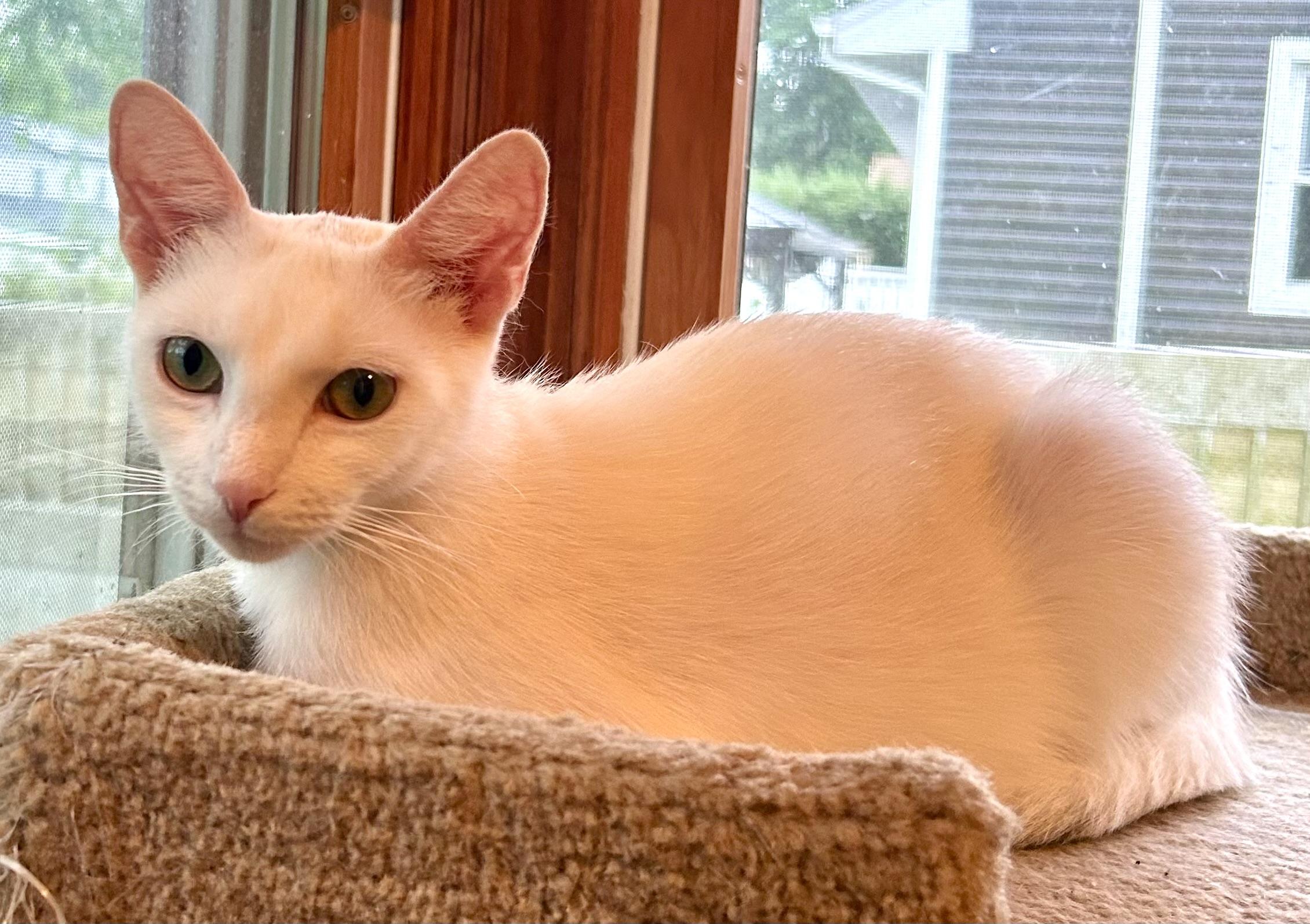 Enlarge Clover, an adopted mixed breed in Red Bank, NJ image 2/4