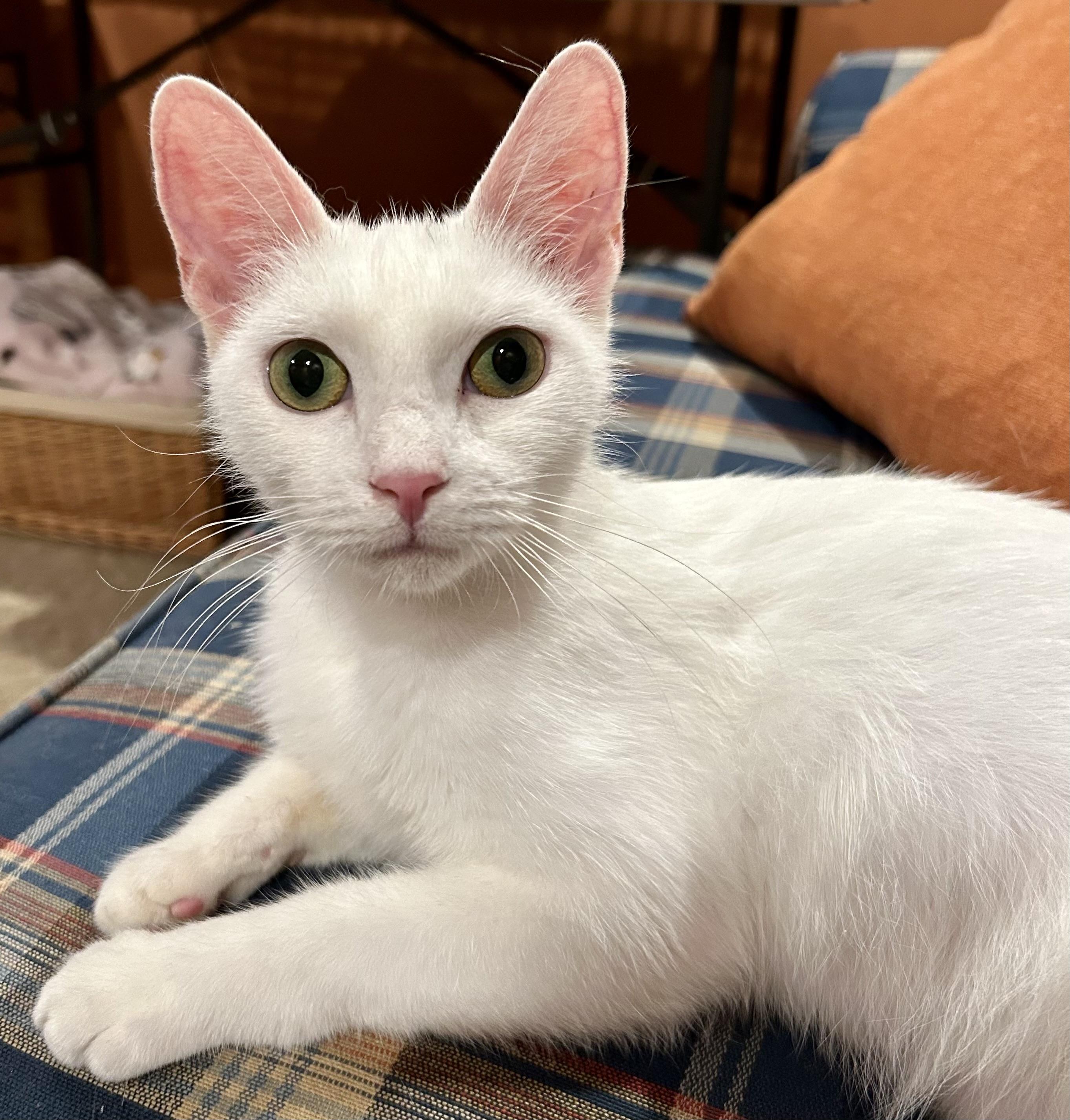 Enlarge Clover, an adopted mixed breed in Red Bank, NJ image 1/4