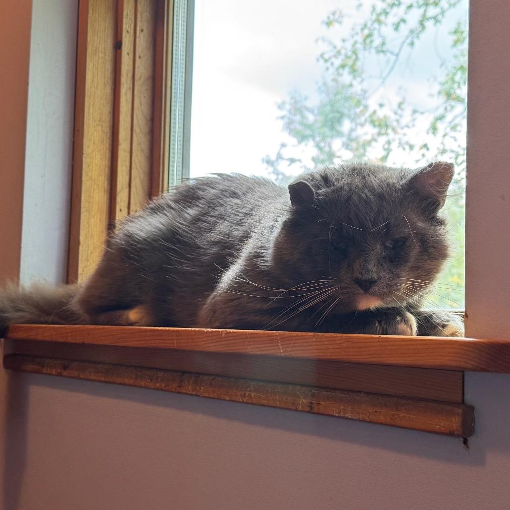 Enlarge Jeff, a Adoptable Domestic Short Hair in Brimfield, MA image 2/3
