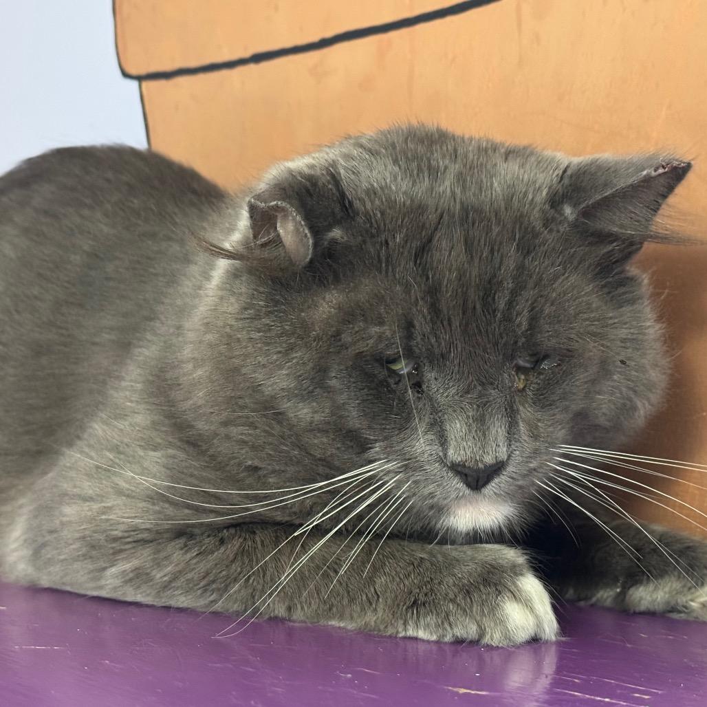 Enlarge Jeff, a Adoptable Domestic Short Hair in Brimfield, MA image 3/3