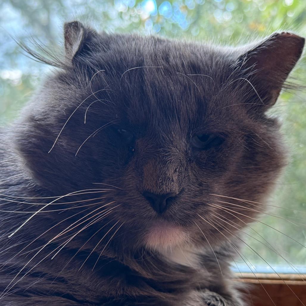 Enlarge Jeff, a Adoptable Domestic Short Hair in Brimfield, MA image 1/3