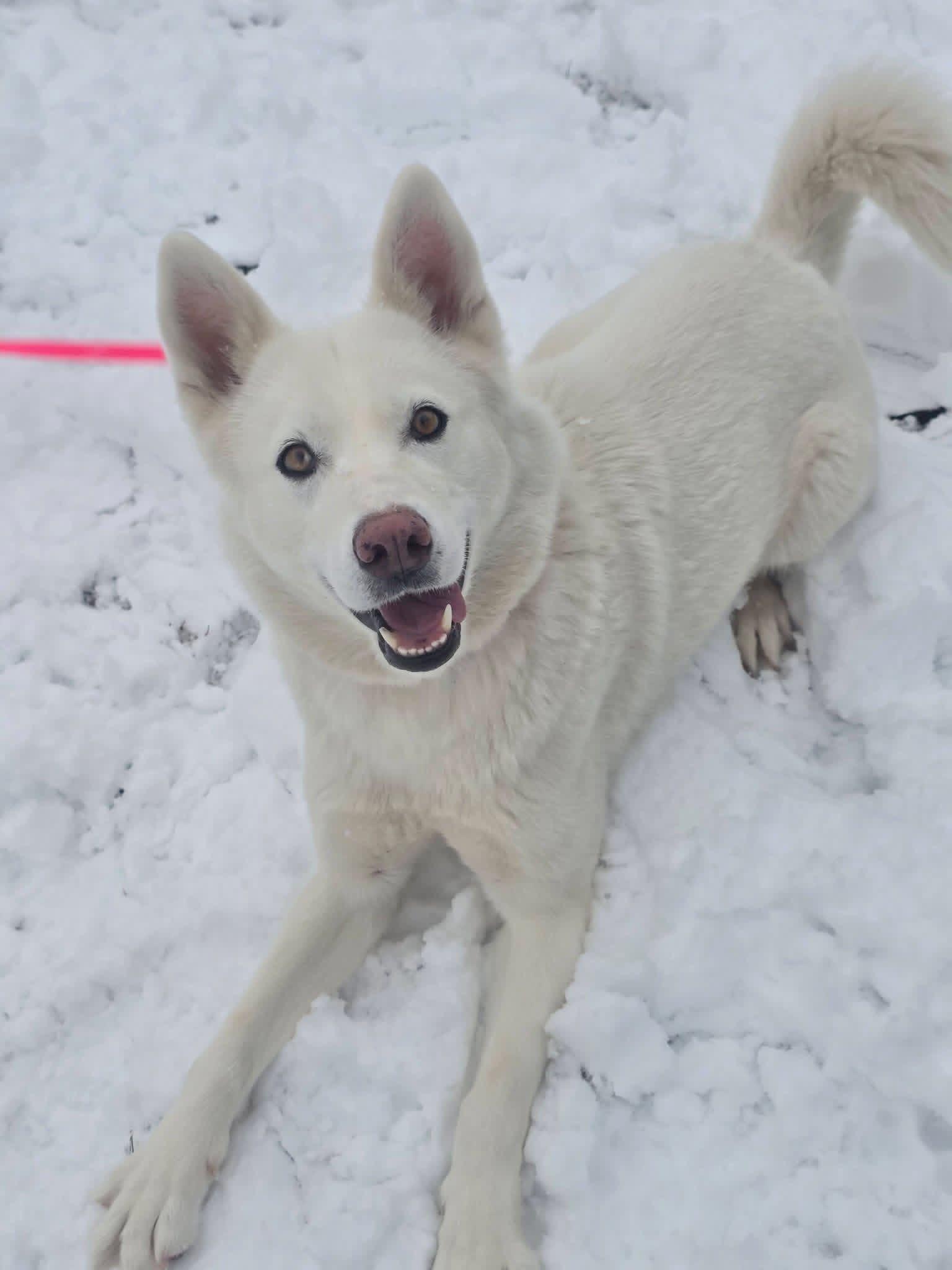 Melanie, a ADOPTABLE mixed breed in Edison, NJ image 2/2