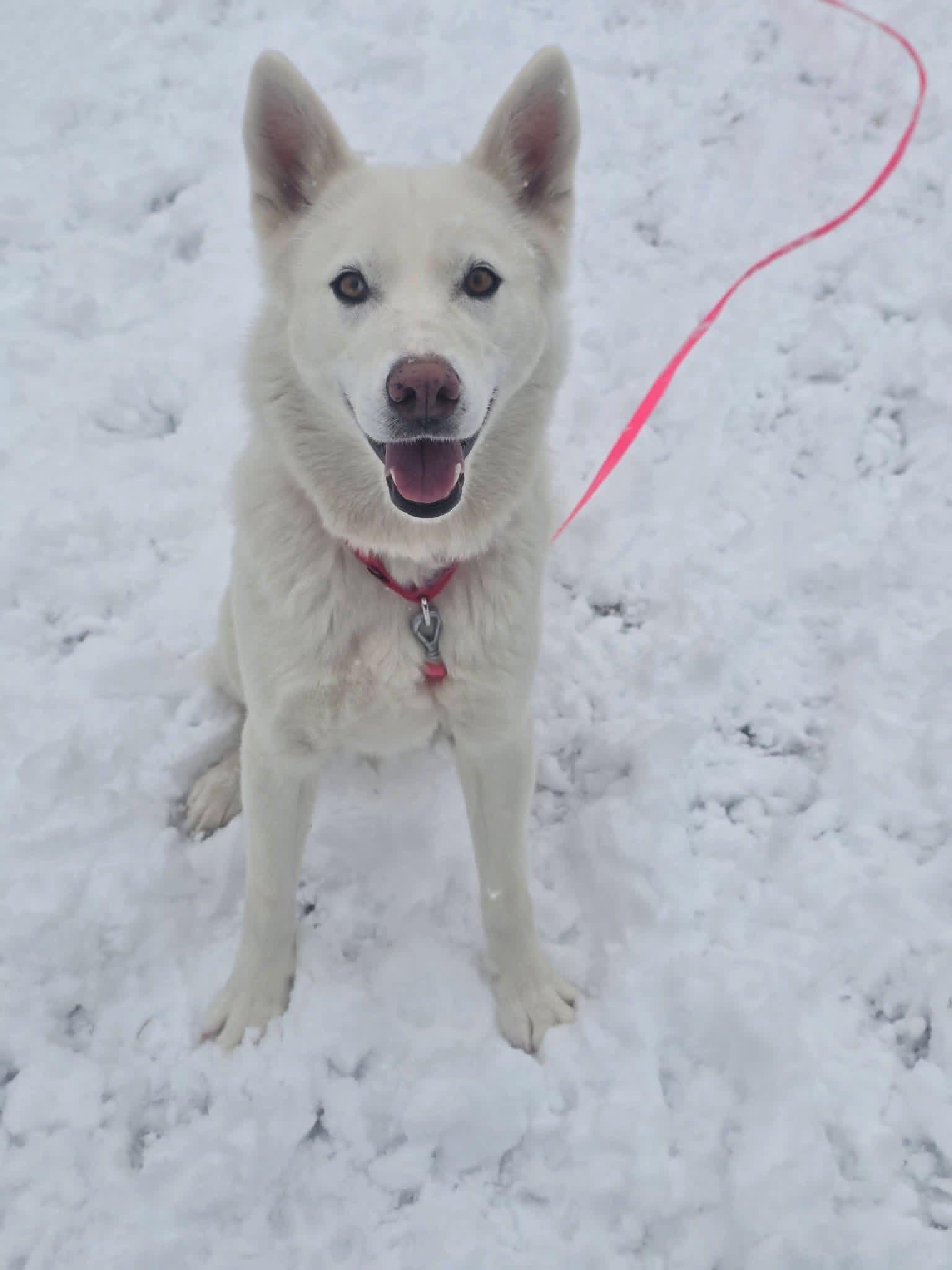 Melanie, a ADOPTABLE mixed breed in Edison, NJ image 1/2