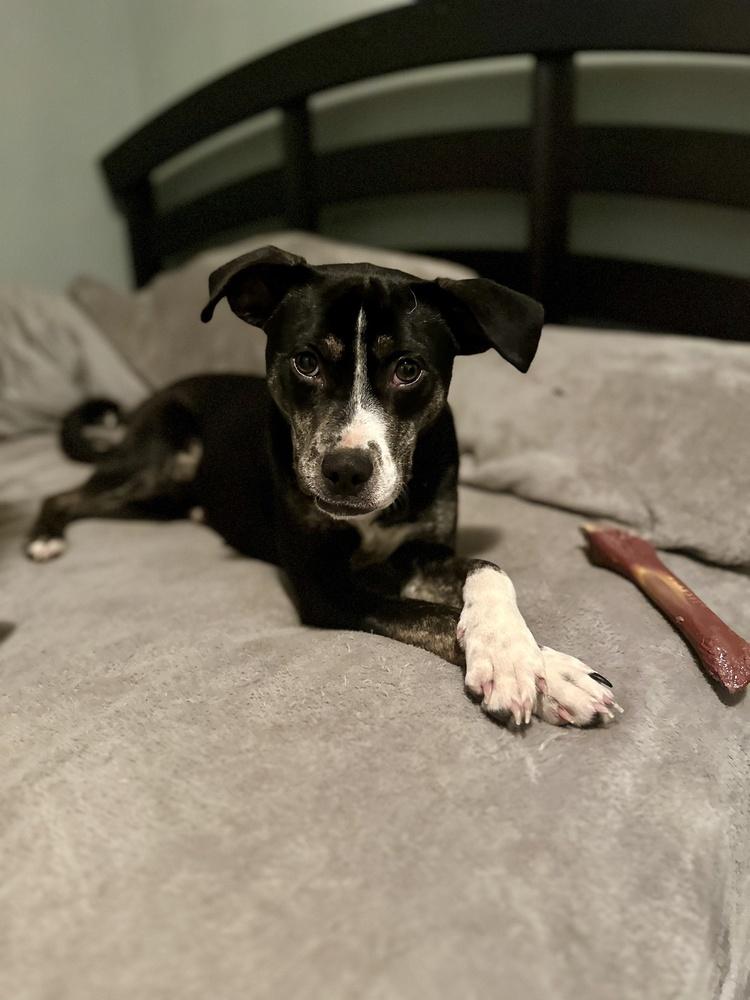 Enlarge Mabel, a Adoptable mixed breed in Akron, OH image 2/6