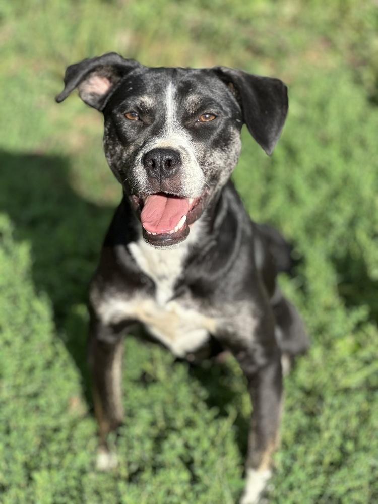 Enlarge Mabel, a Adoptable mixed breed in Akron, OH image 3/6