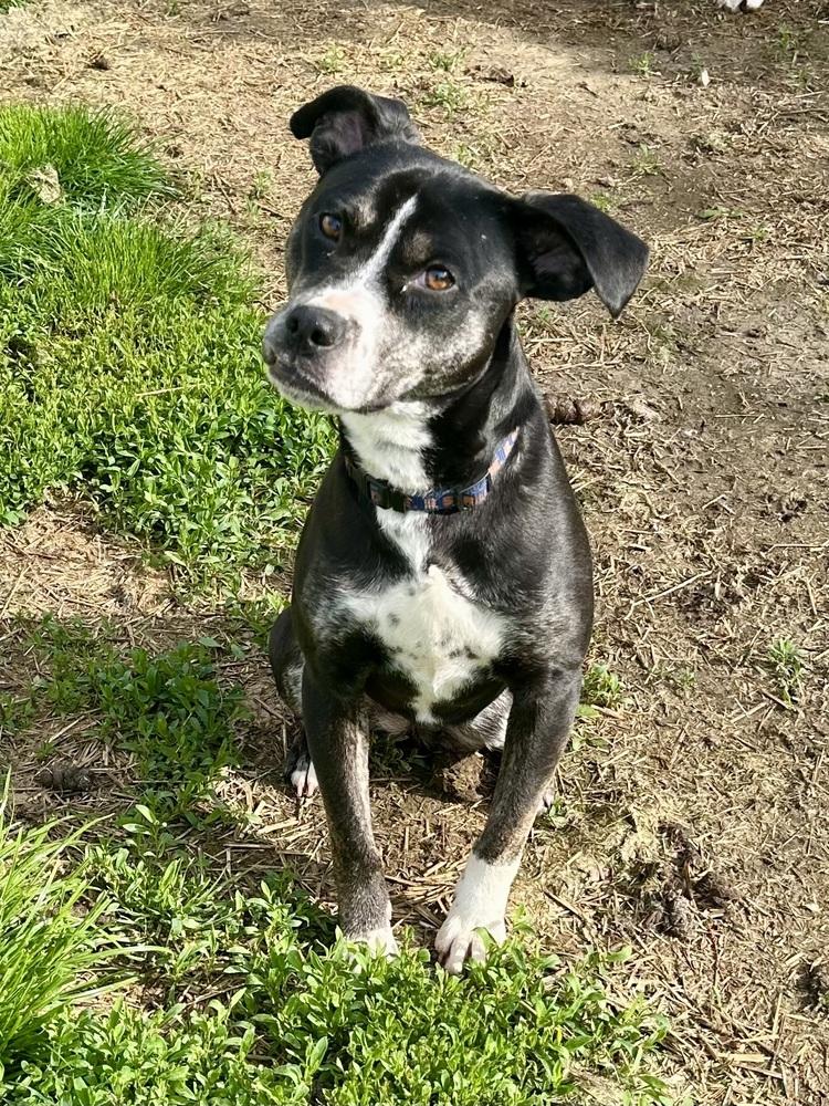 Enlarge Mabel, a Adoptable mixed breed in Akron, OH image 1/6