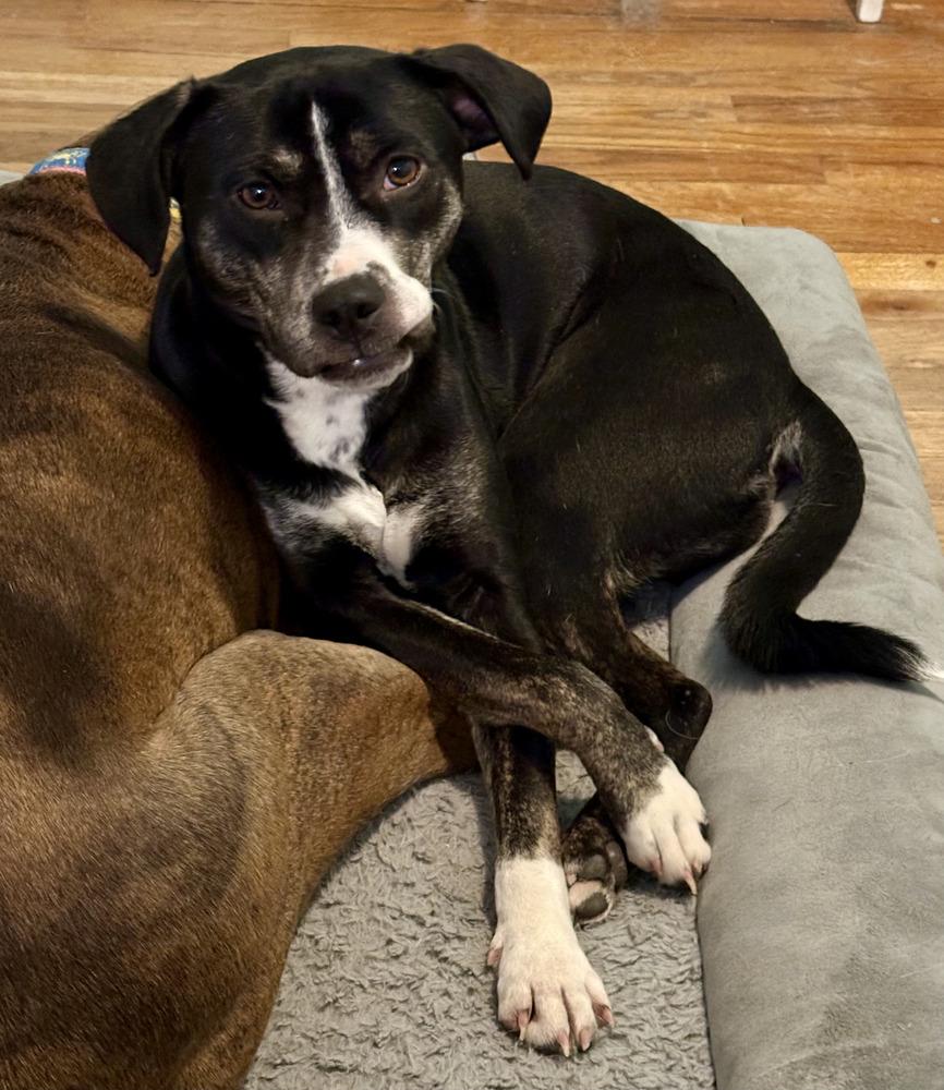 Enlarge Mabel, a Adoptable mixed breed in Akron, OH image 4/6