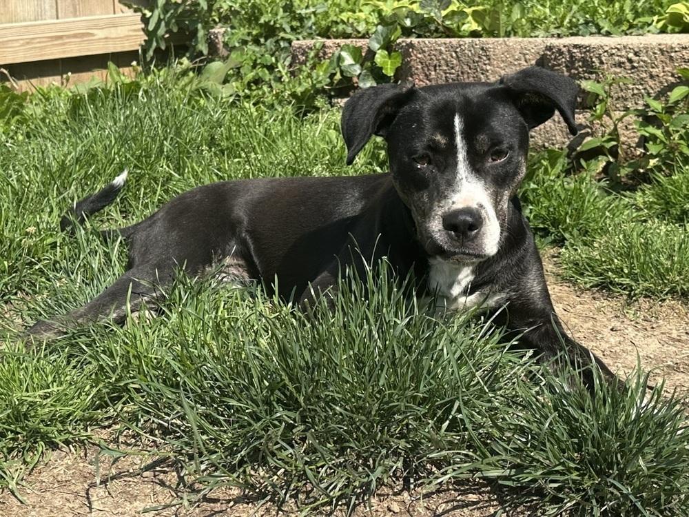 Enlarge Mabel, a Adoptable mixed breed in Akron, OH image 4/6