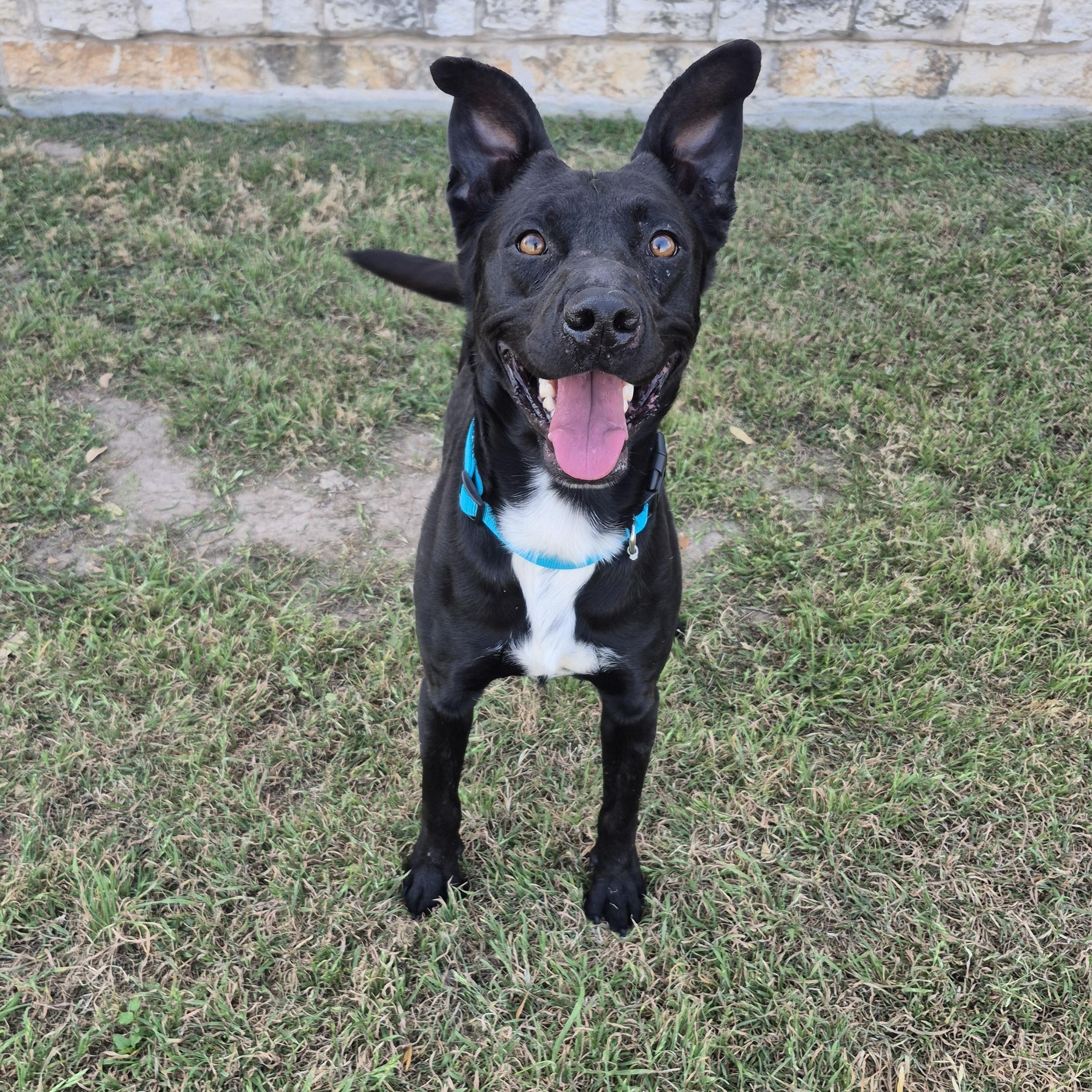 Enlarge Audio Science, a ADOPTABLE Mixed Breed in Schertz, TX image 1/4