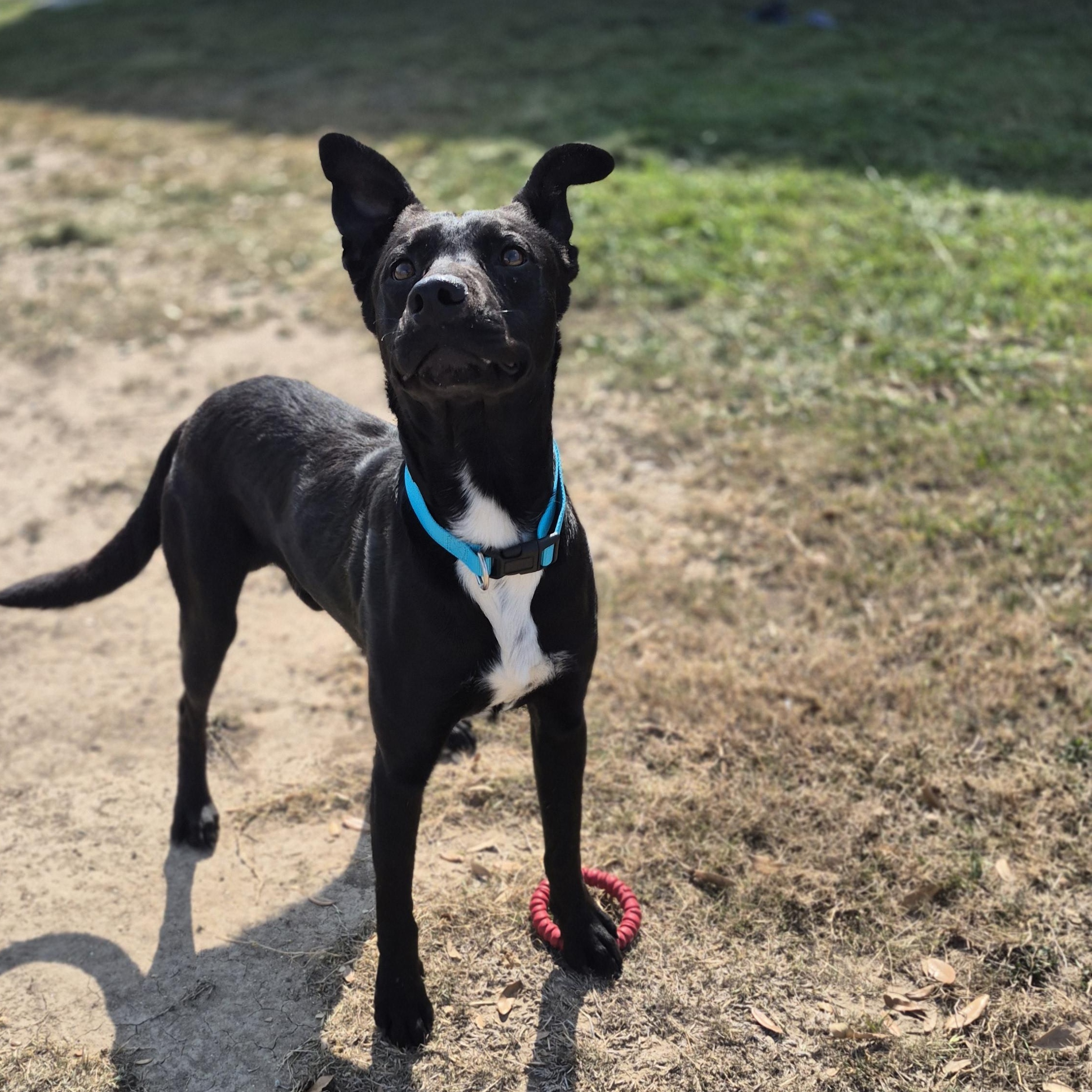 Enlarge Audio Science, a ADOPTABLE Mixed Breed in Schertz, TX image 4/4