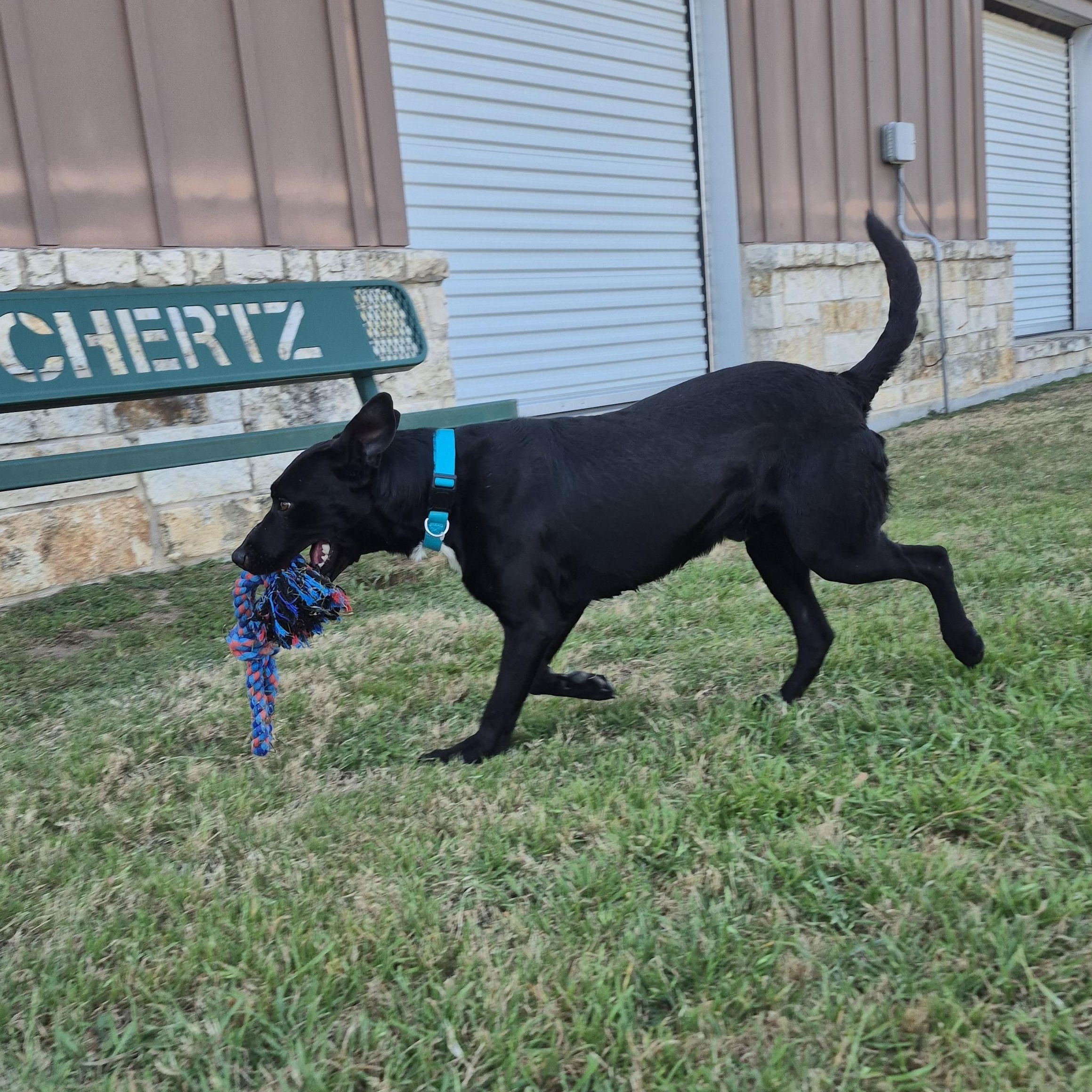 Enlarge Audio Science, a ADOPTABLE Mixed Breed in Schertz, TX image 3/4