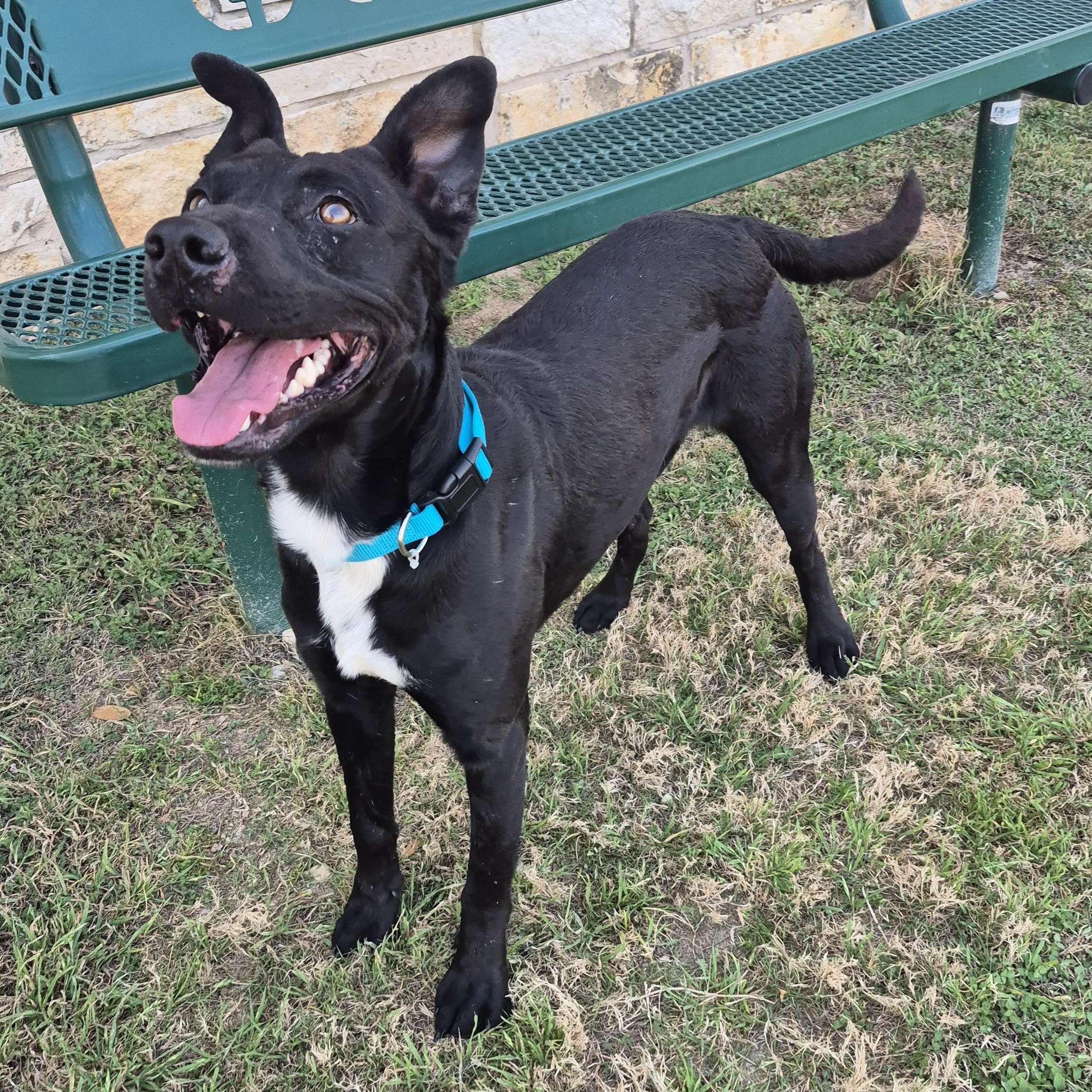 Enlarge Audio Science, a ADOPTABLE Mixed Breed in Schertz, TX image 2/4