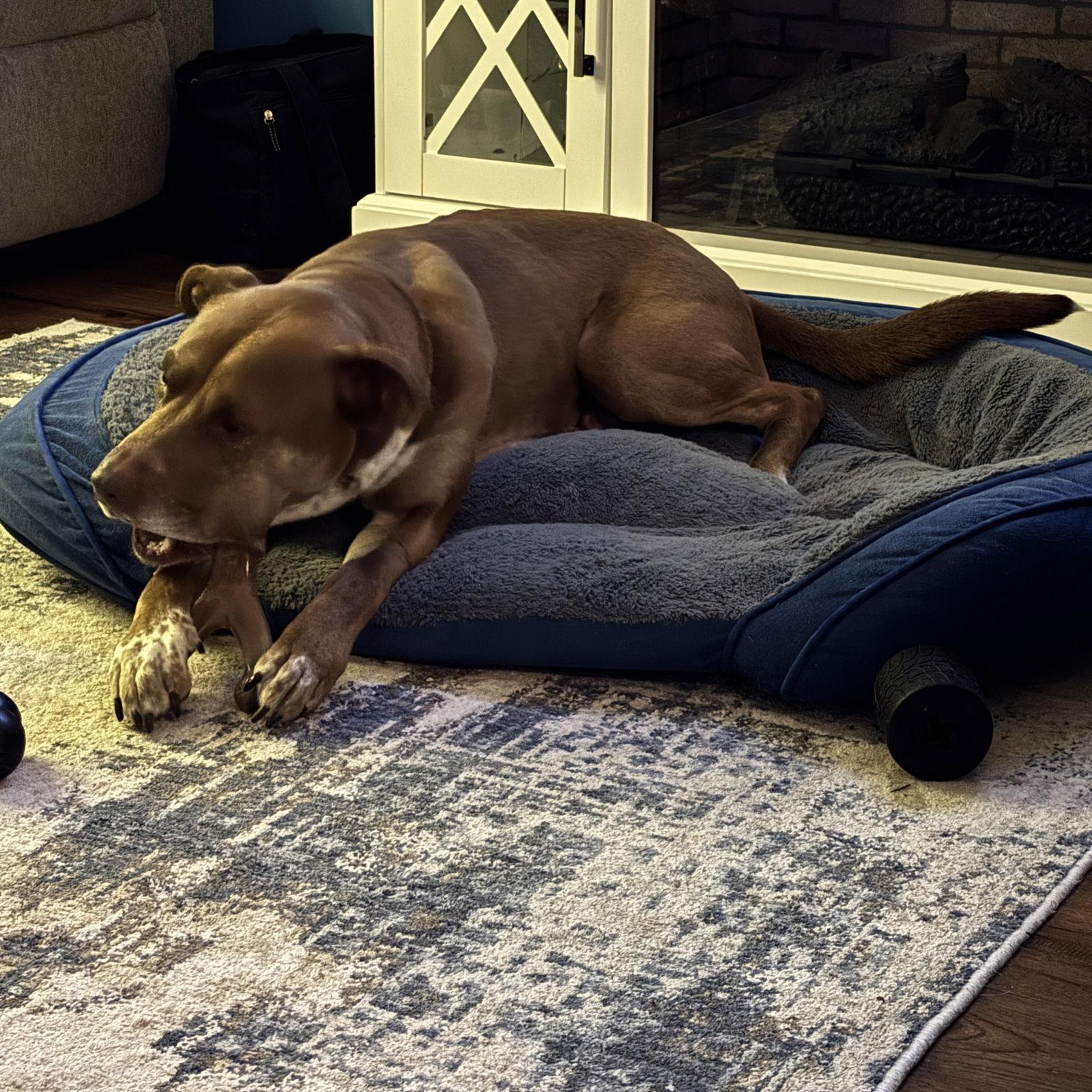 Enlarge Bread, a Adoptable mixed breed in Fargo, ND image 1/3