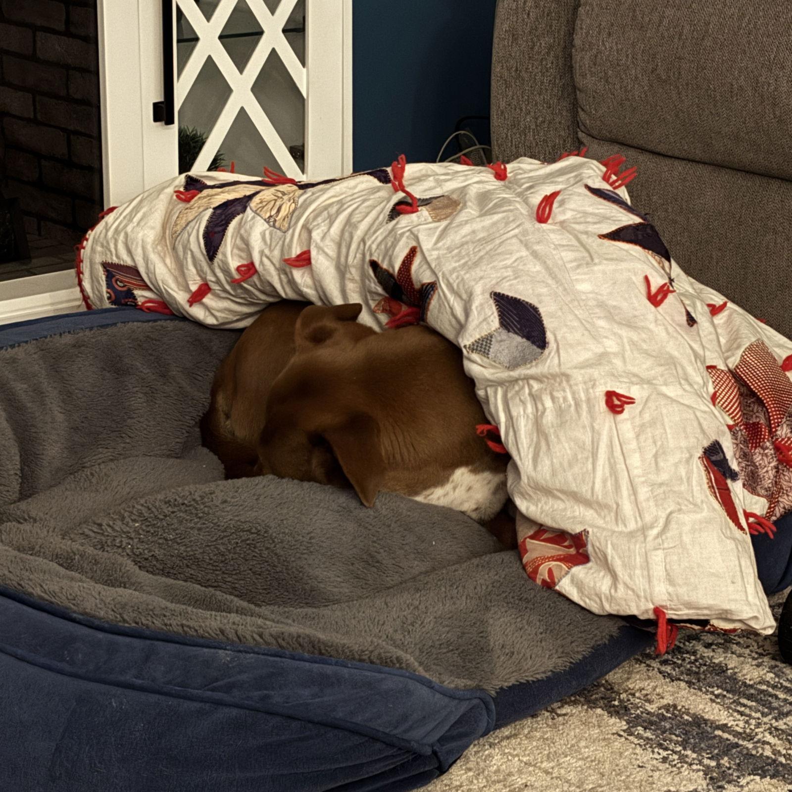 Enlarge Bread, a Adoptable mixed breed in Fargo, ND image 2/3