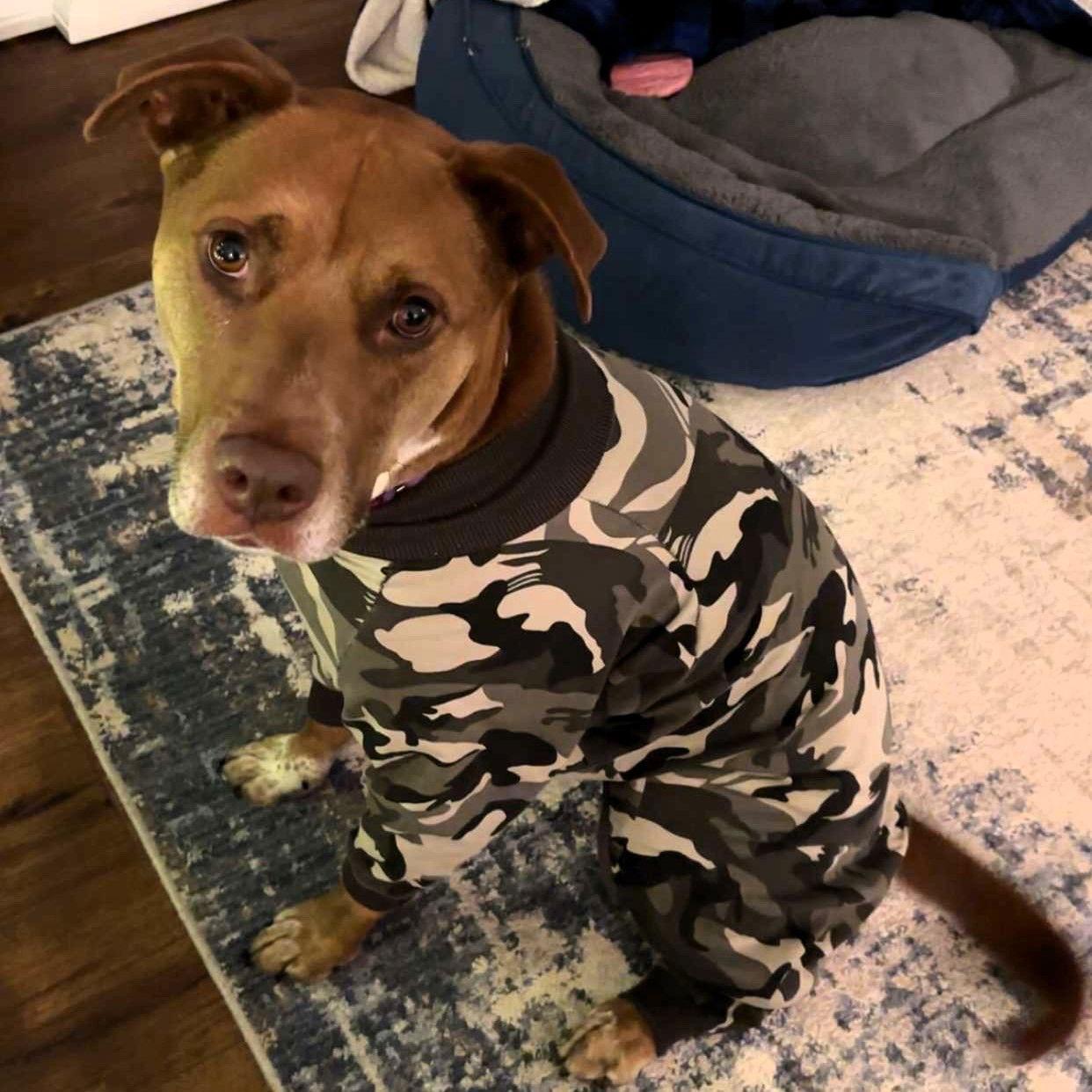 Enlarge Bread, a Adoptable mixed breed in Fargo, ND image 1/3