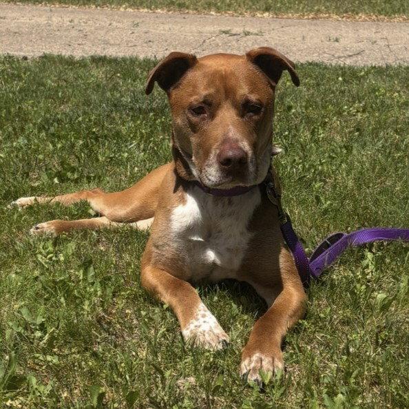 Enlarge Bread, a Adoptable mixed breed in Fargo, ND image 2/3