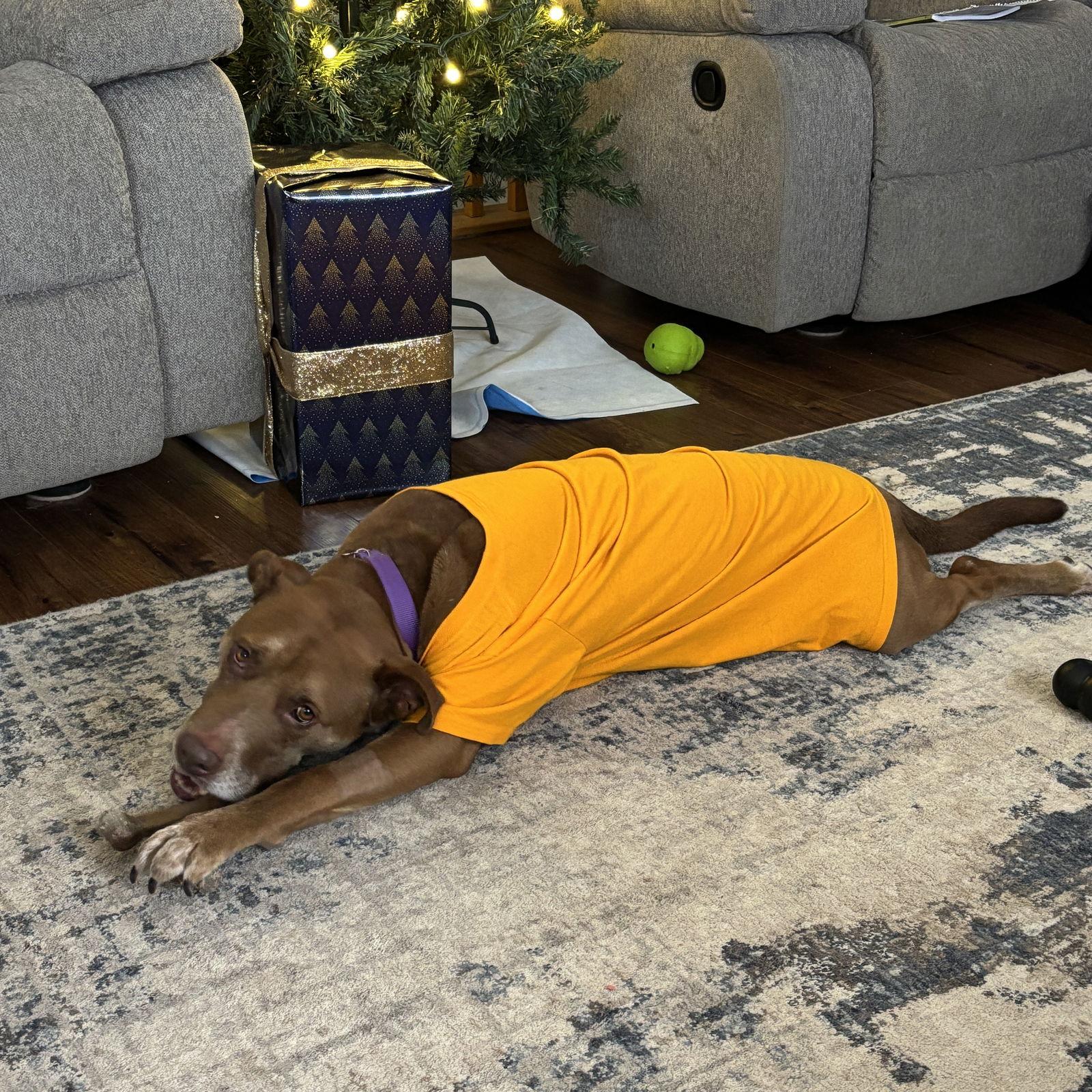 Enlarge Bread, a Adoptable mixed breed in Fargo, ND image 3/3