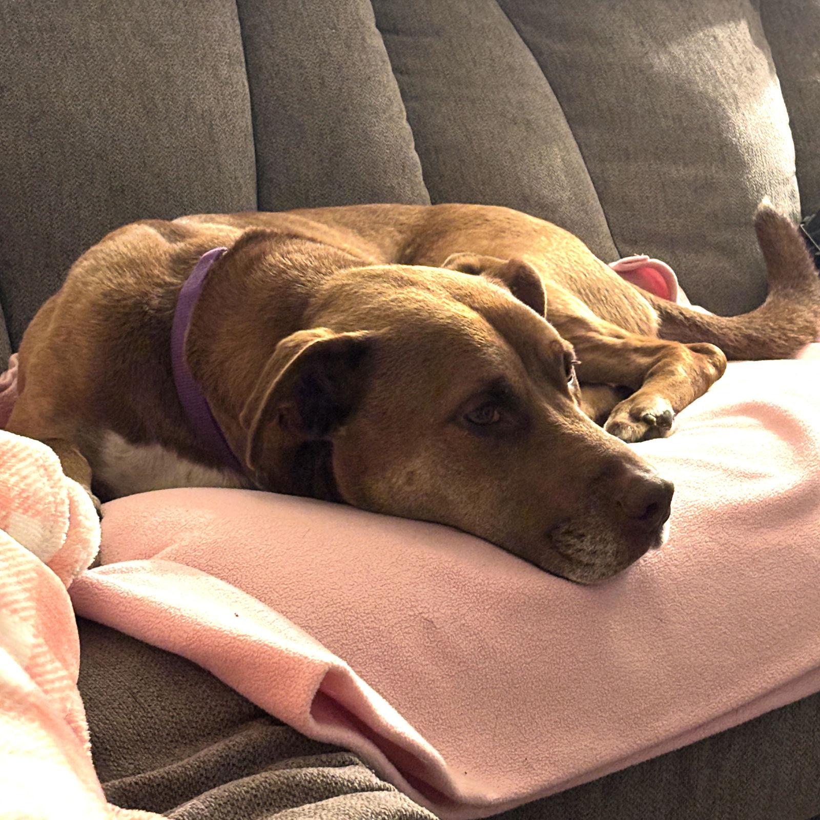 Enlarge Bread, a Adoptable mixed breed in Fargo, ND image 2/3
