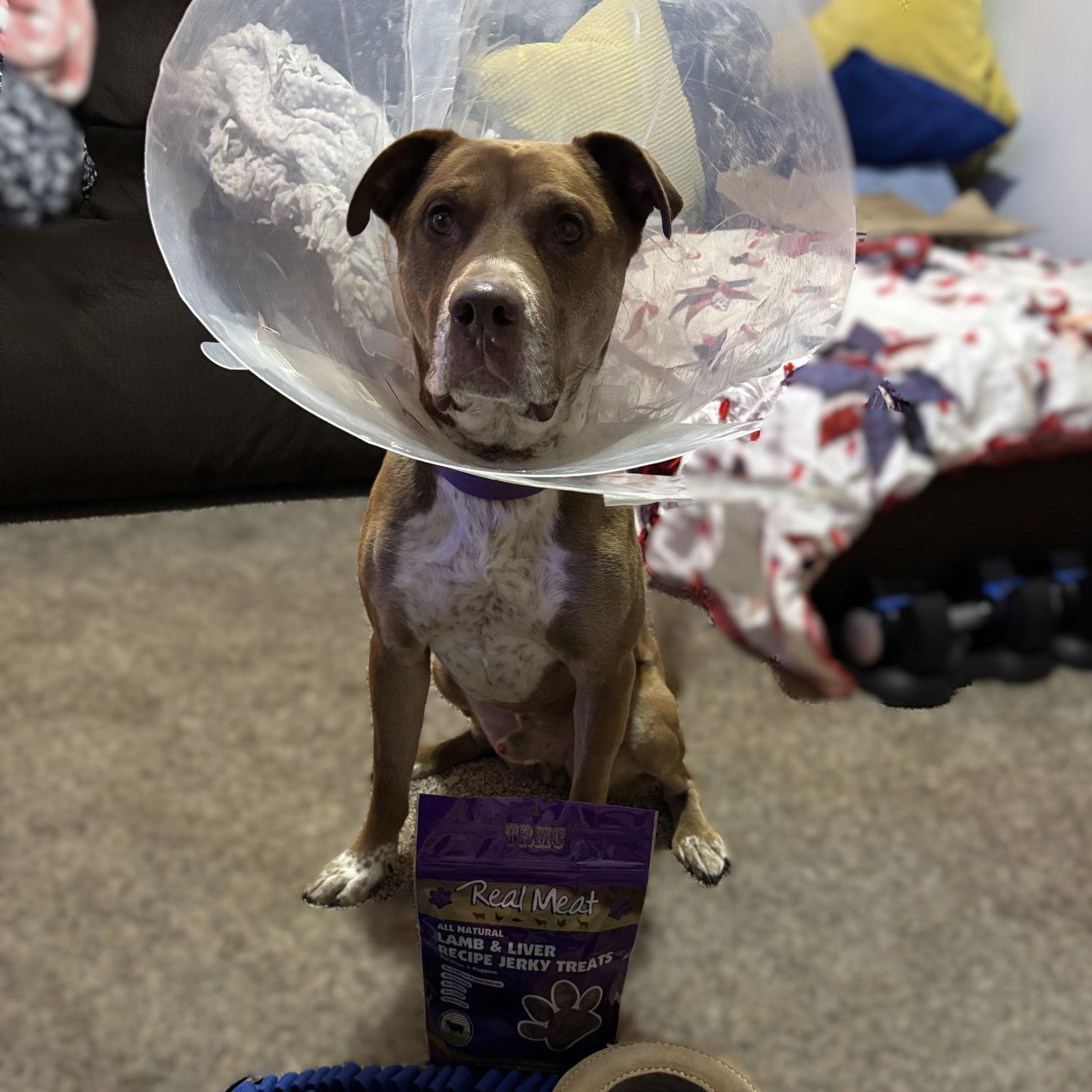 Enlarge Bread, a Adoptable mixed breed in Fargo, ND image 3/3