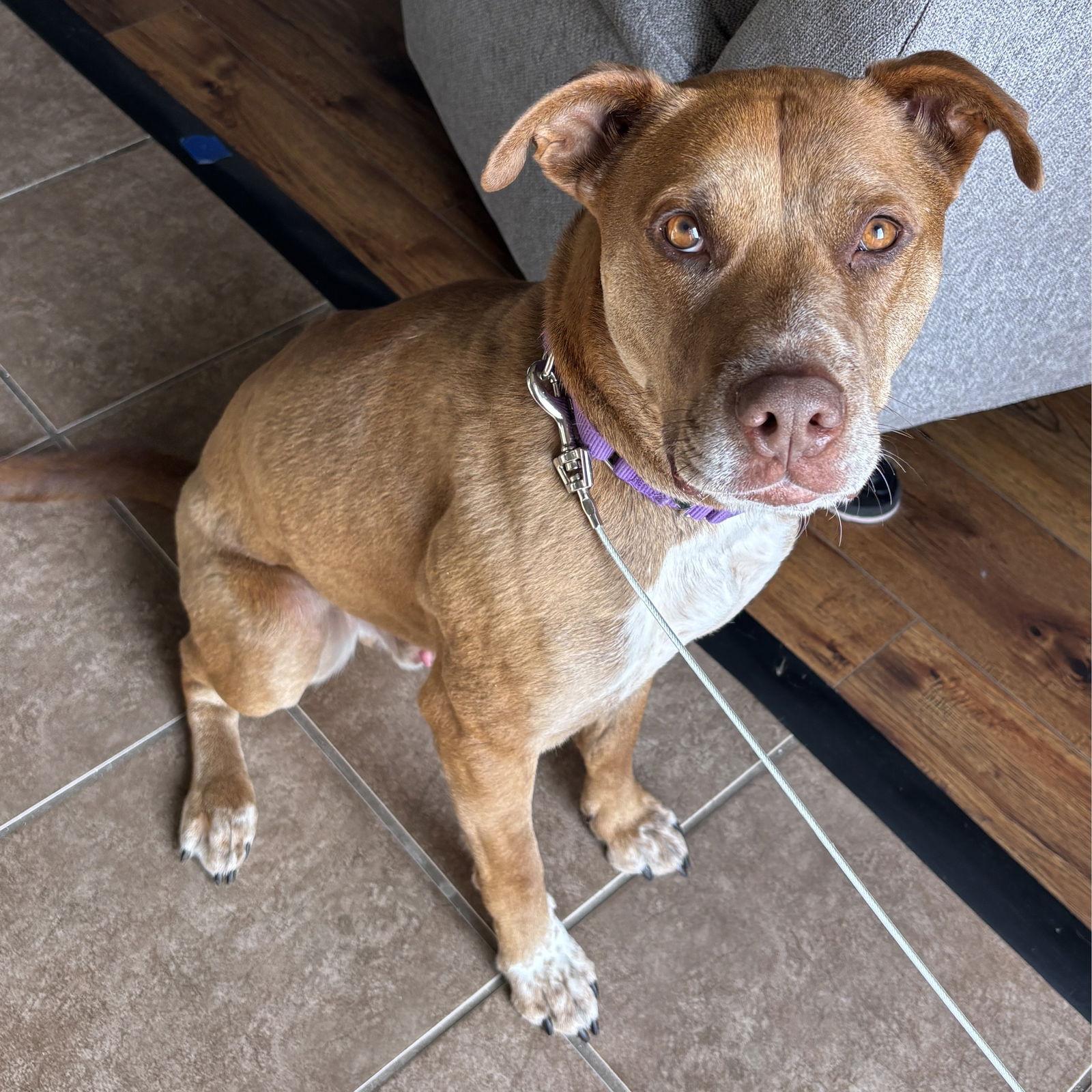 Enlarge Bread, a Adoptable mixed breed in Fargo, ND image 3/3