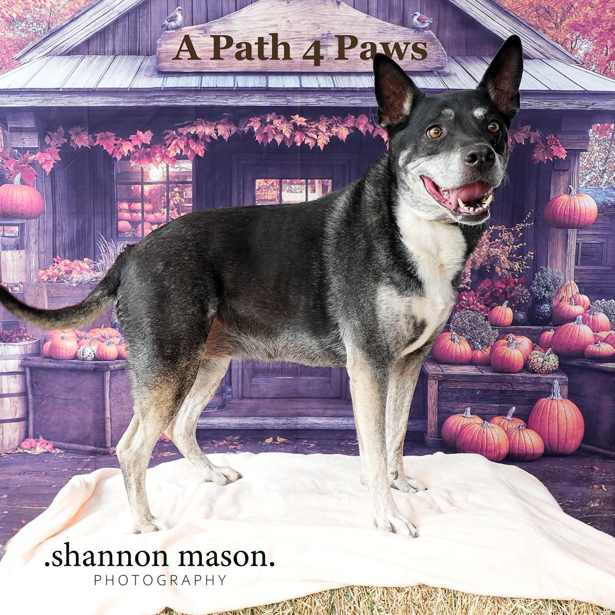 Sweet Pea aka Sadie, an adoptable Shepherd in Las Vegas, NV, 89136 | Photo Image 1