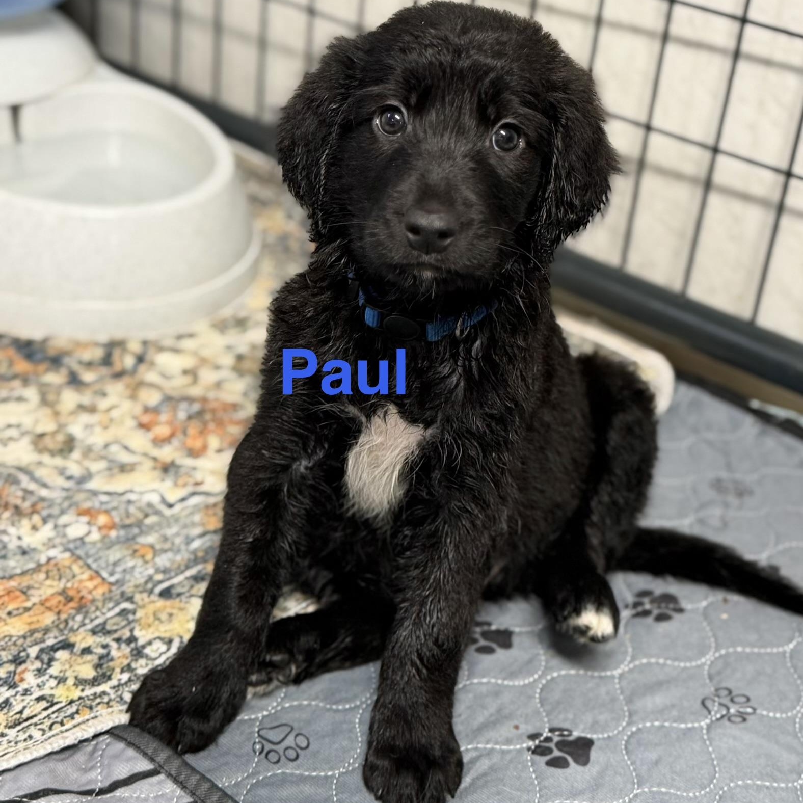 Paul, Adoptable, Puppy Male Labradoodle & Border Collie.