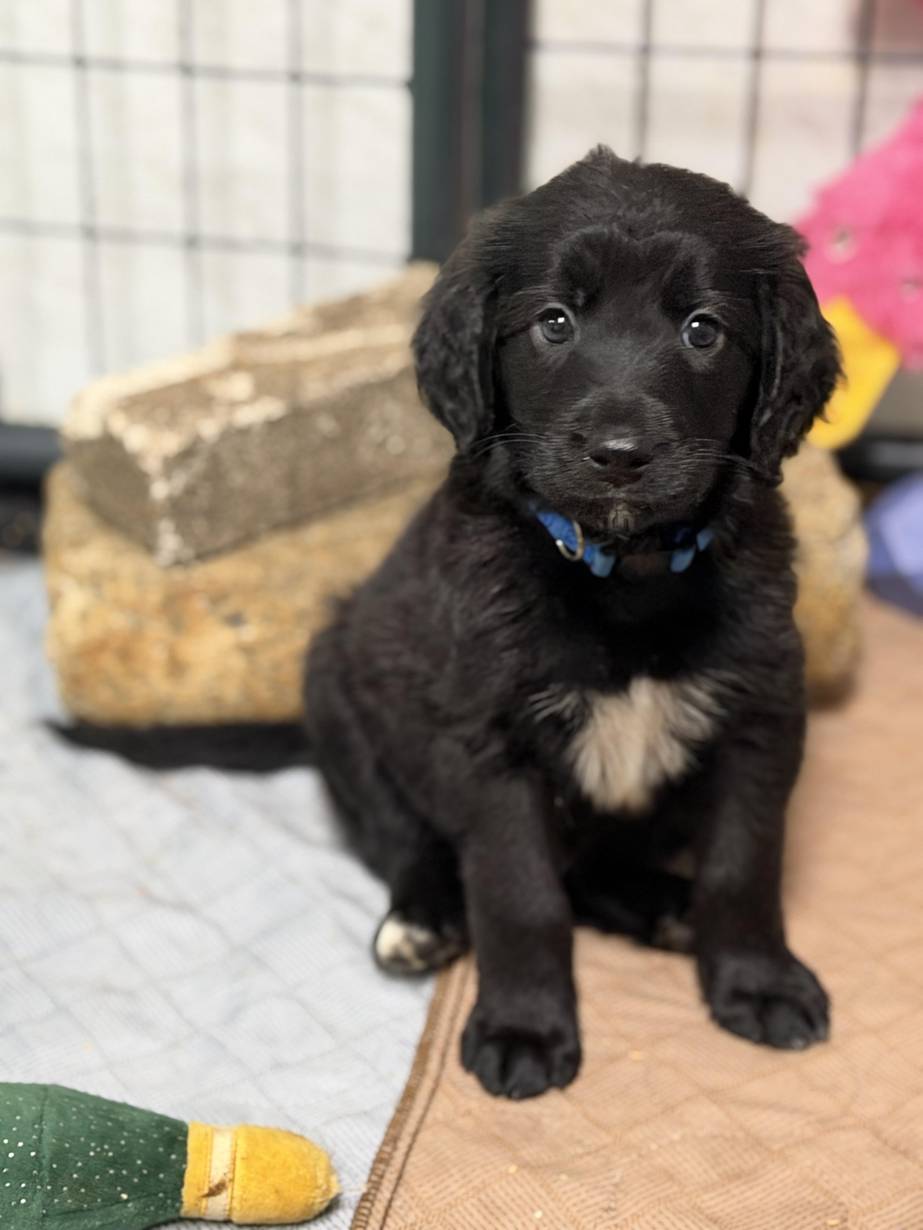 Enlarge Paul, a Adoptable mixed breed in Collingswood, NJ image 2/4