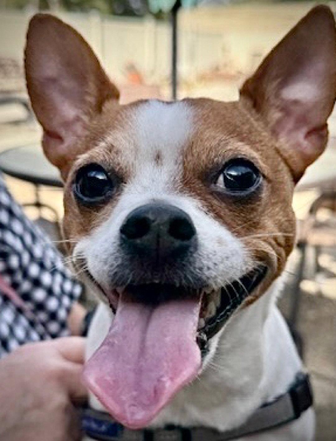 Enlarge Sassy (GA), a Adoptable Rat Terrier in Sharpsburg, GA image 1/3