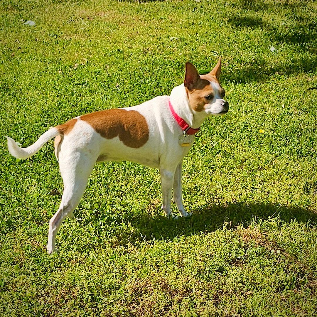 Sassy (GA), Adoptable, Adult Female Rat Terrier.